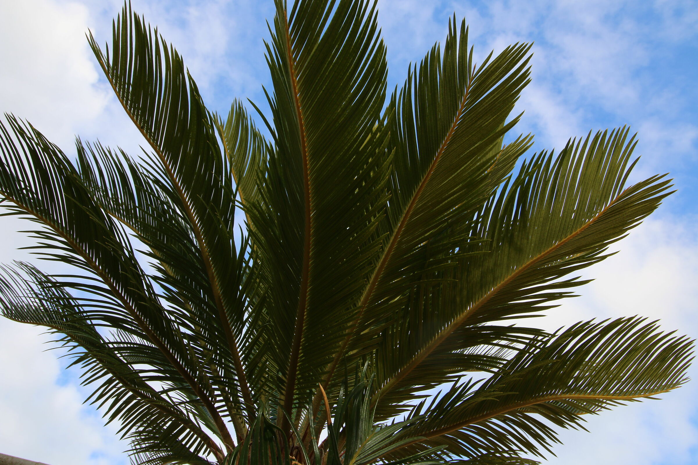 tentativo di contrasto