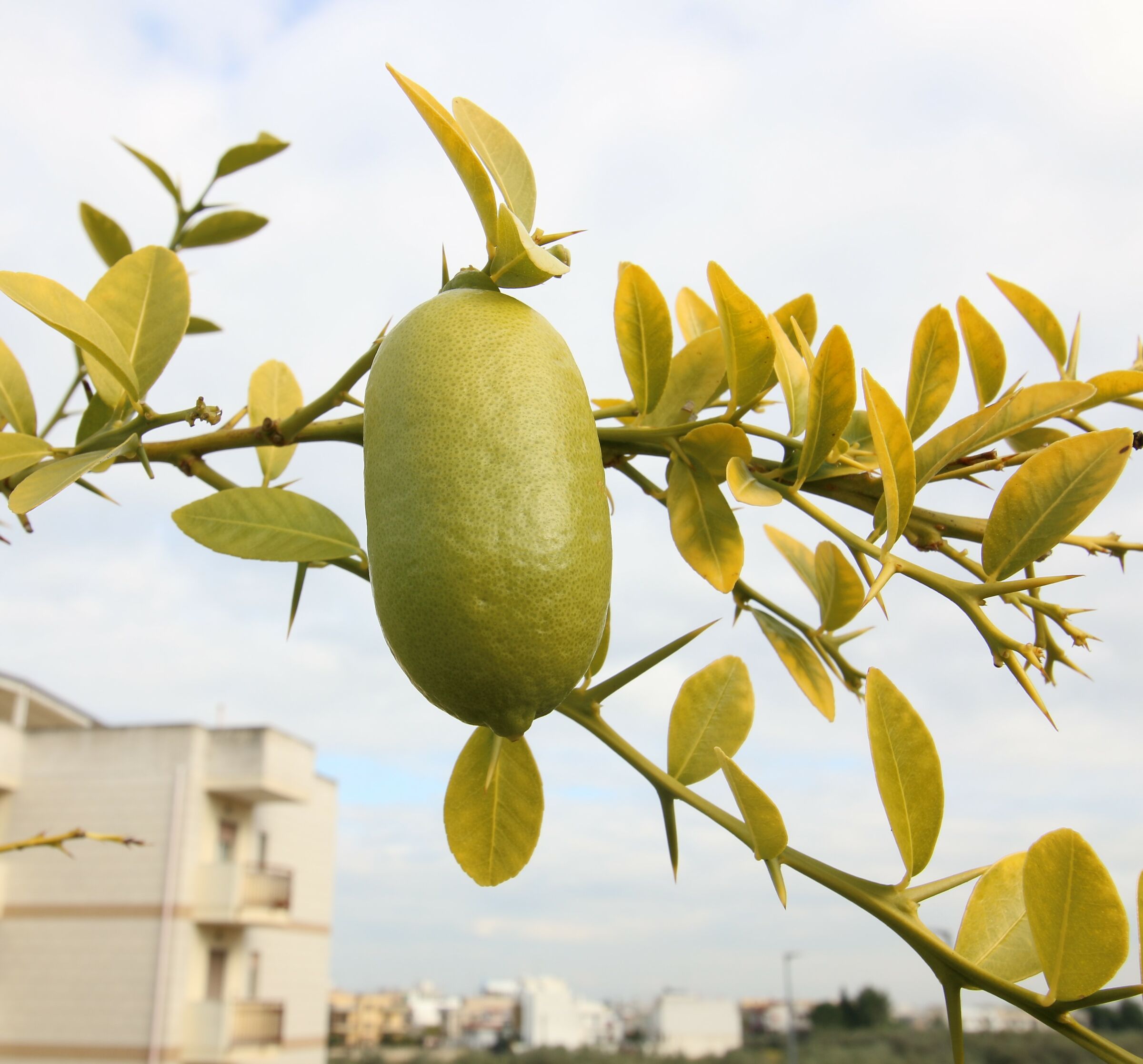 finger in grandangolo e macro