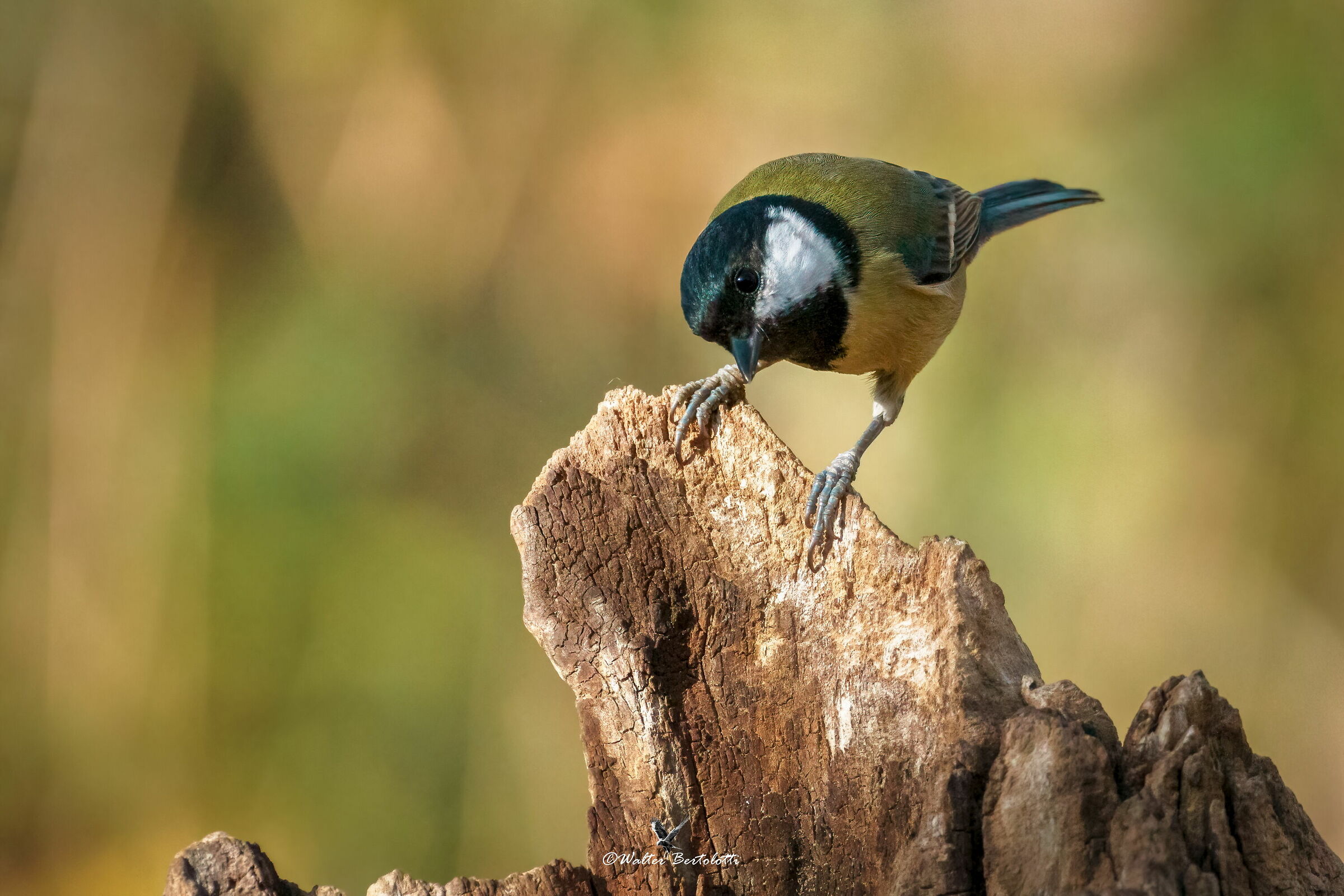 the attentive observer