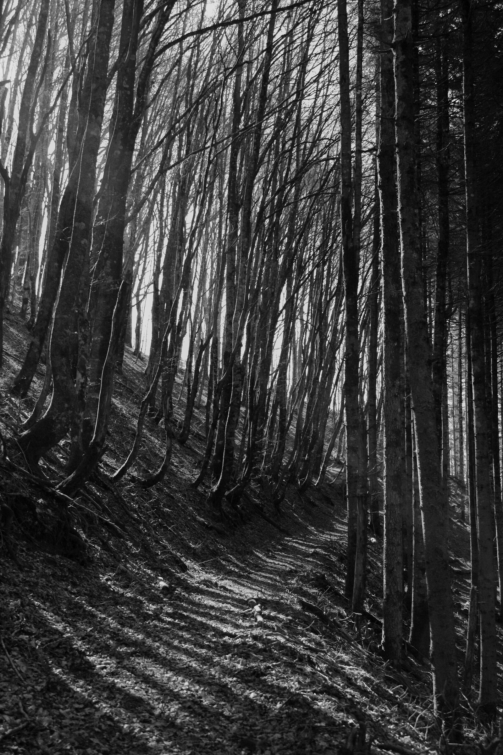 Rift of Light
