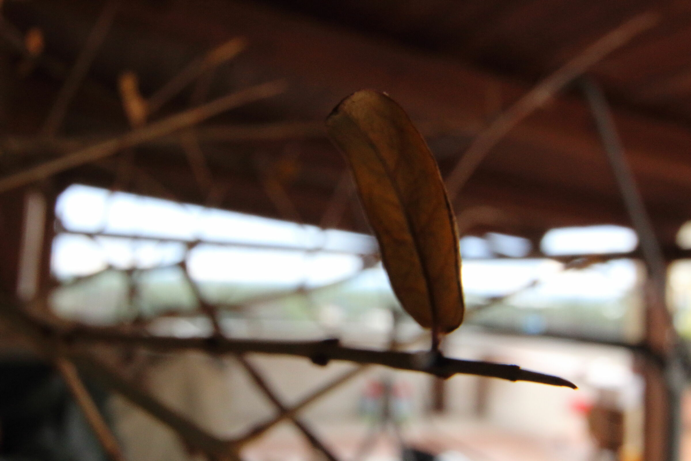 l'amica del melograno con grandangolo e macro