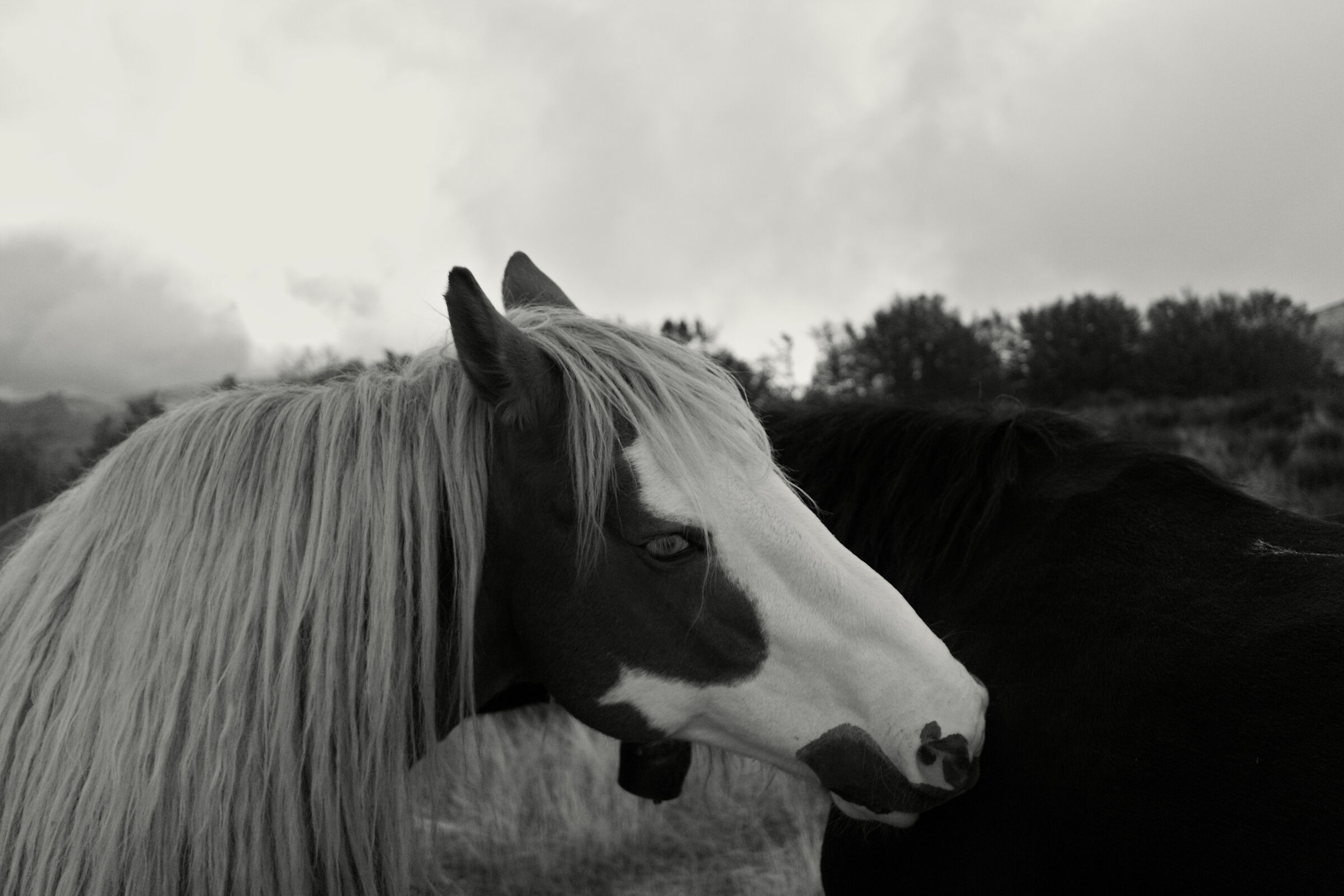 Horses, 19