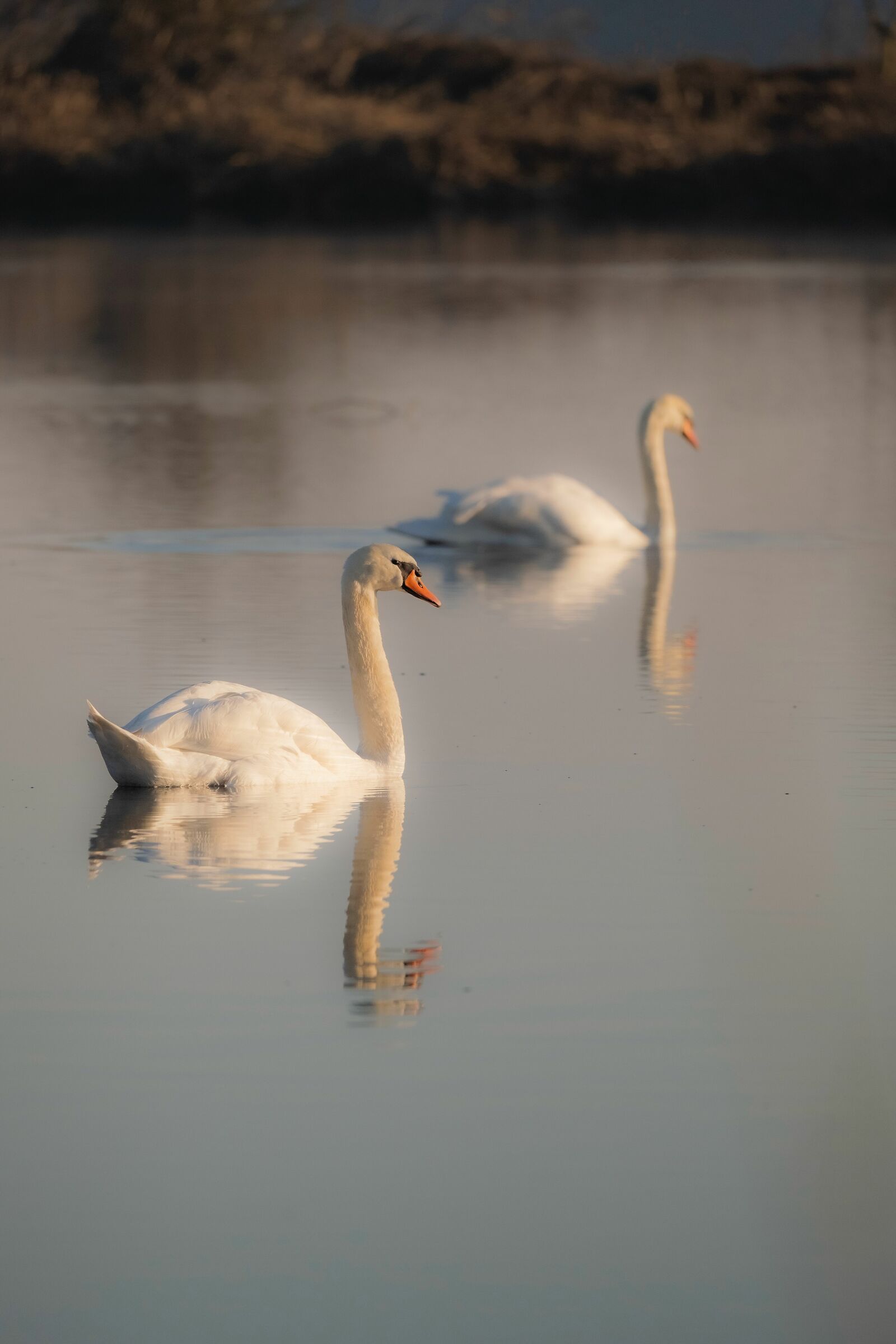 Olor and sunset light