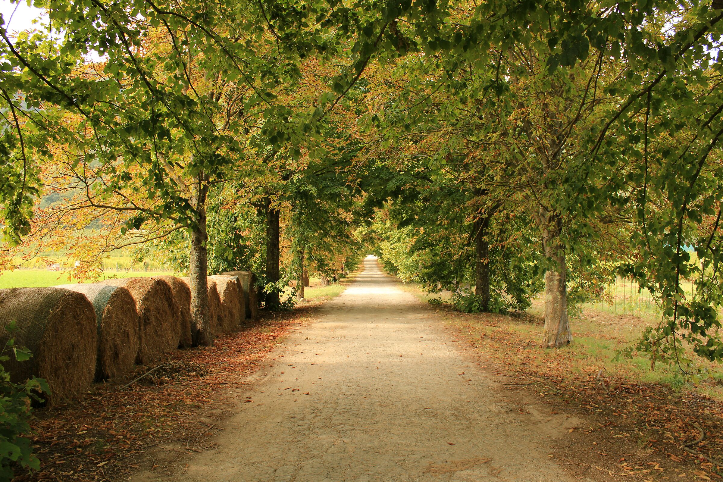 Autumn Avenue