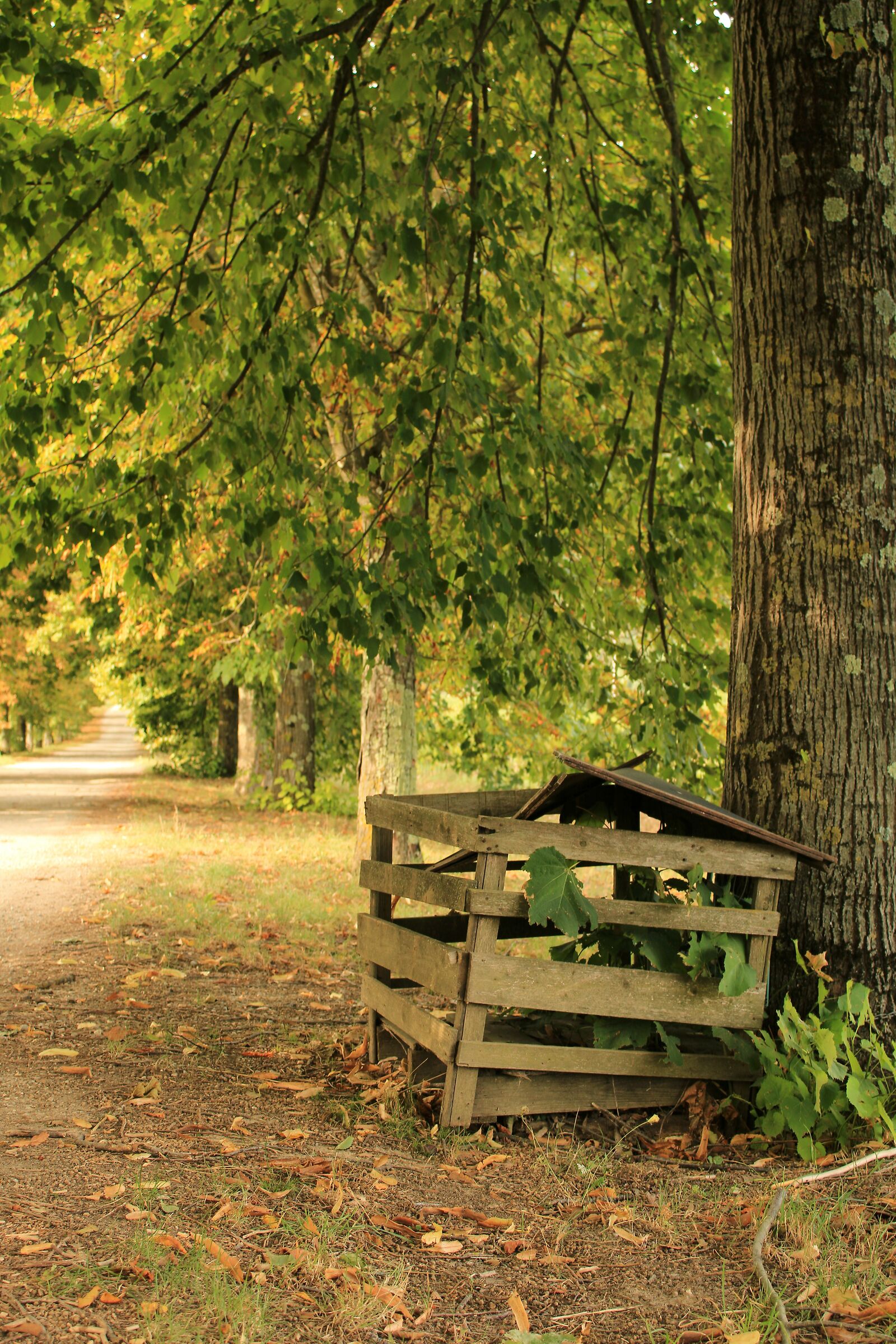 Autumn Basket