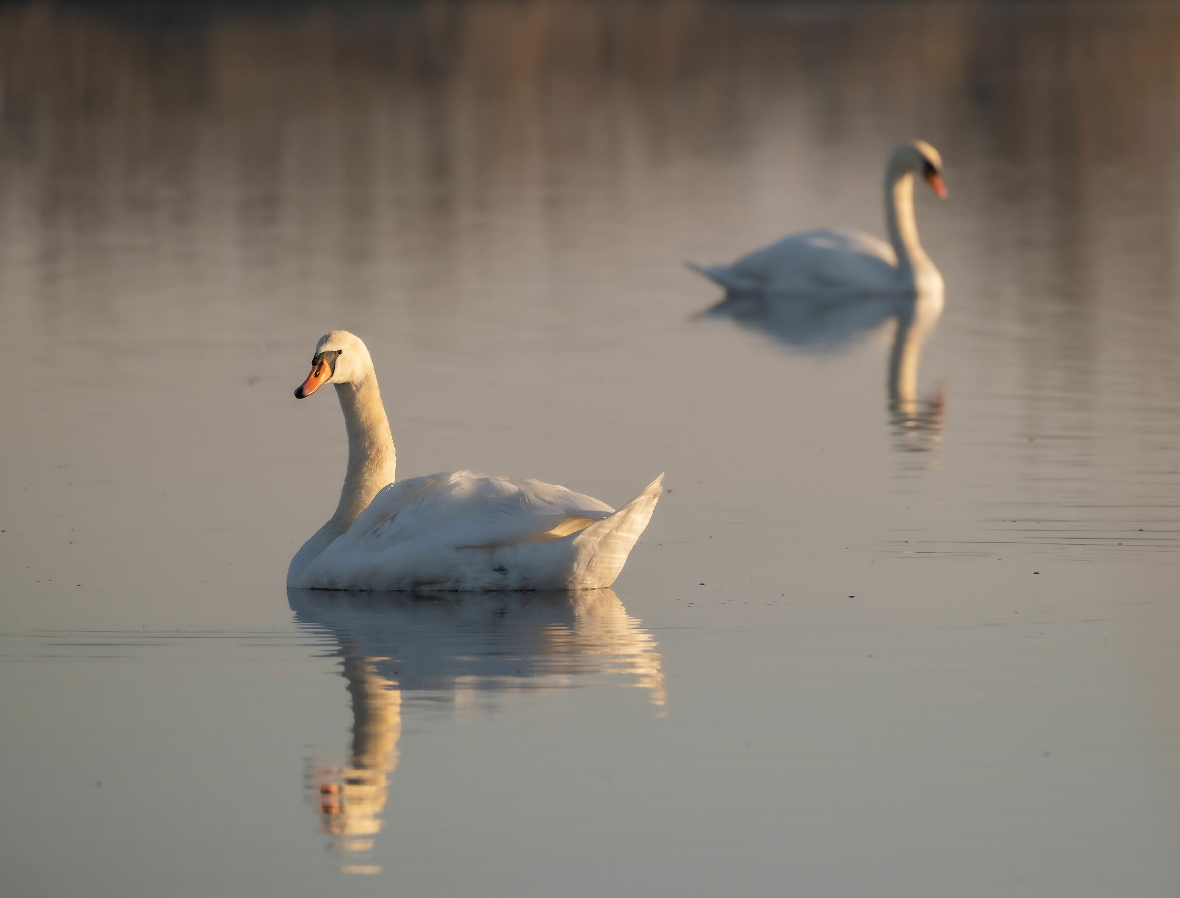 white swans couple