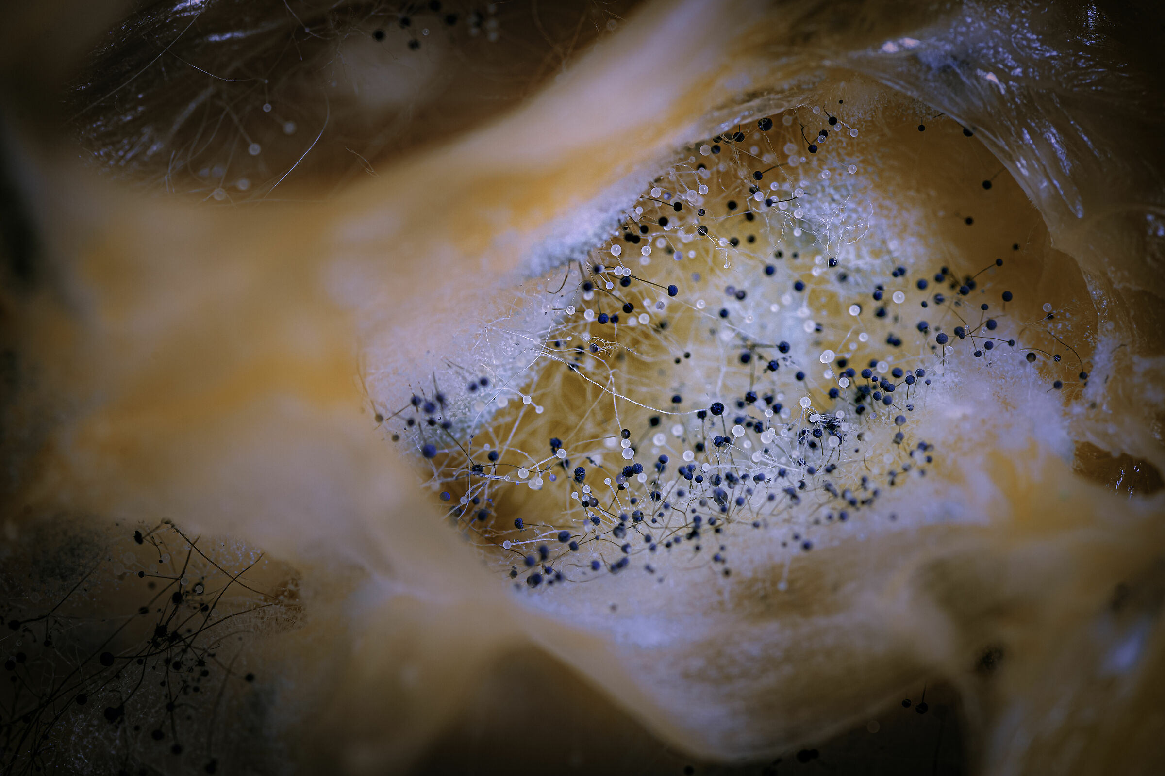 Alien landscape (muffa in un limone)