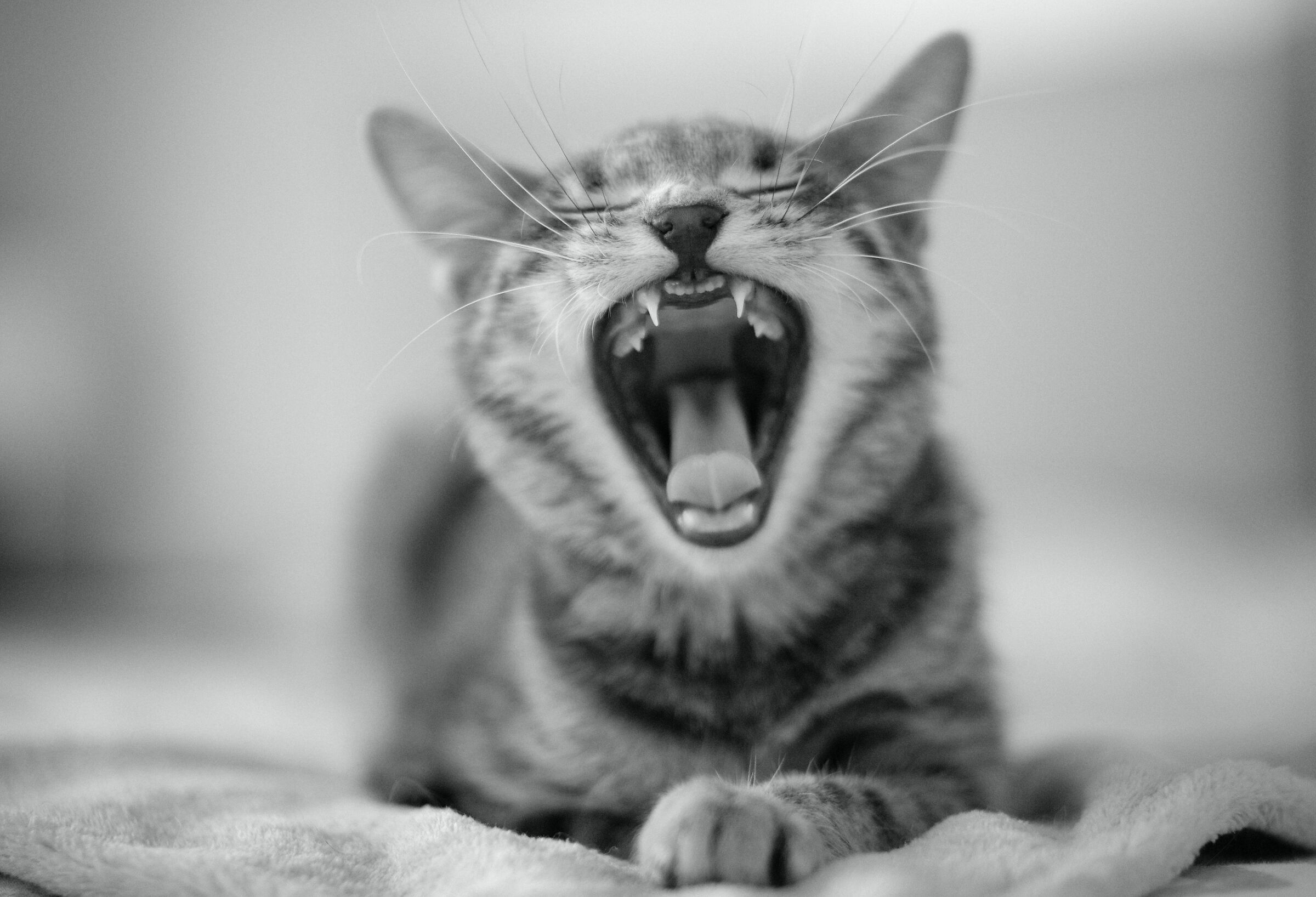 cat yawn