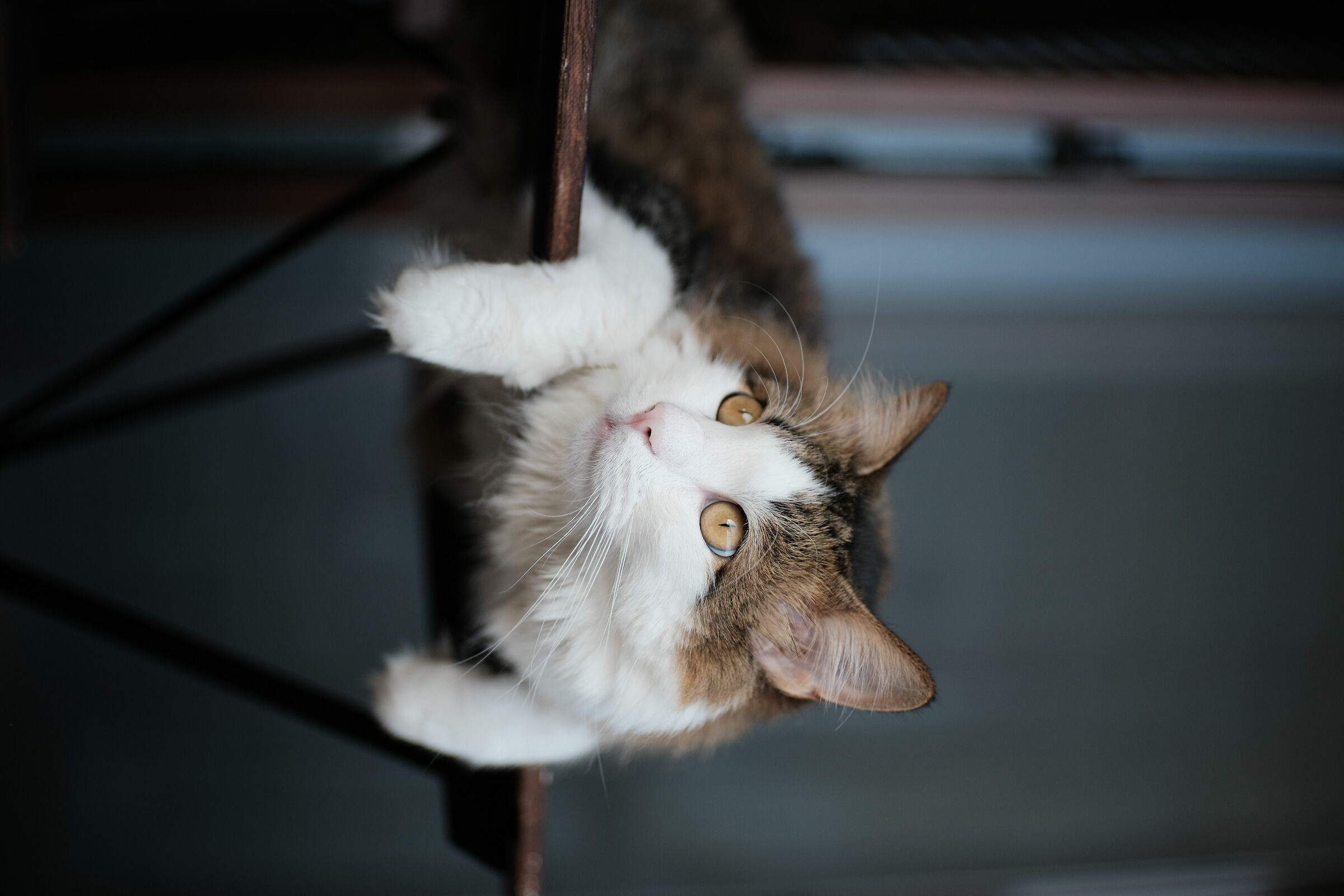 cat in classic chrome