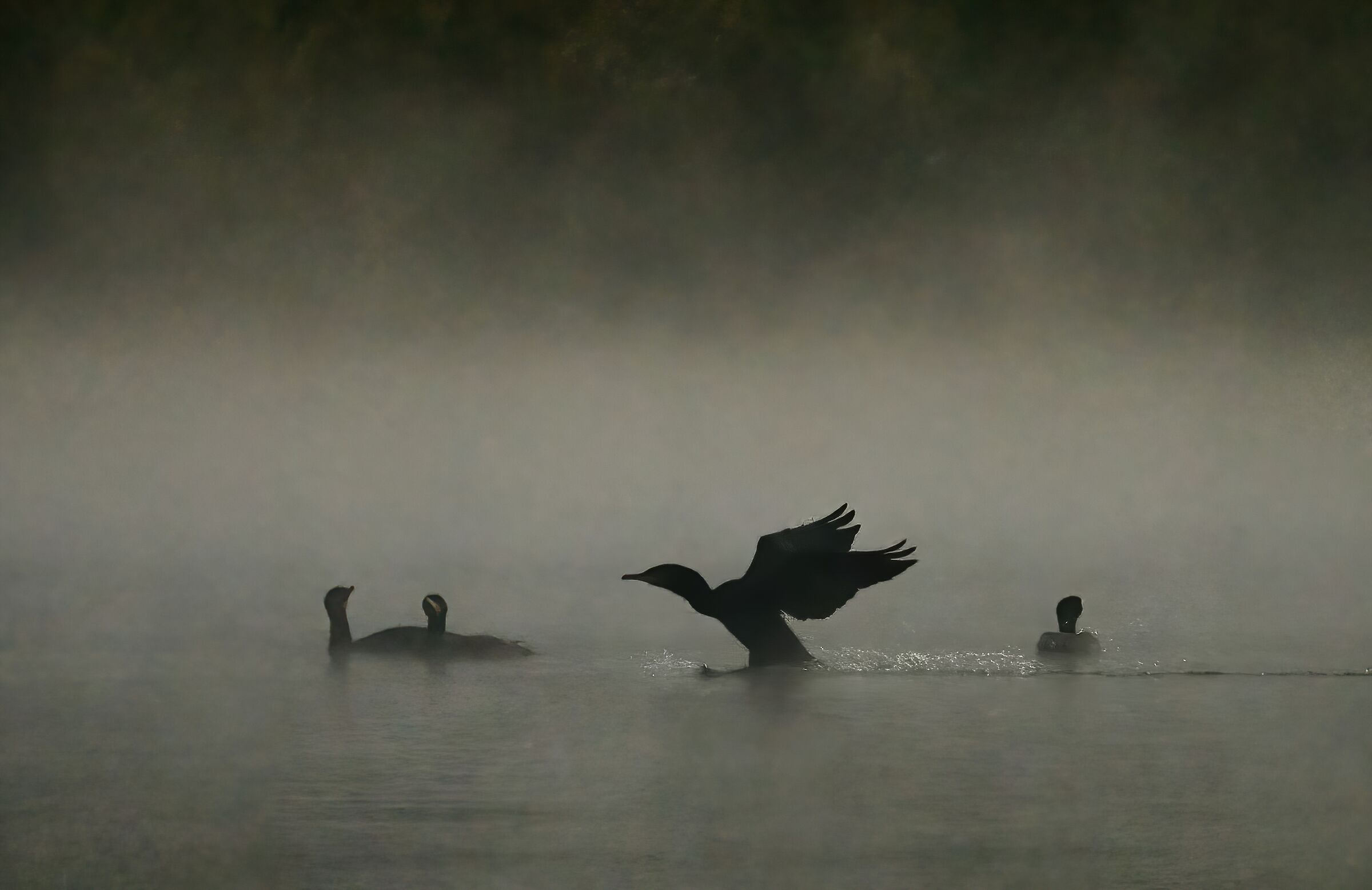 Cormorants in the Fog
