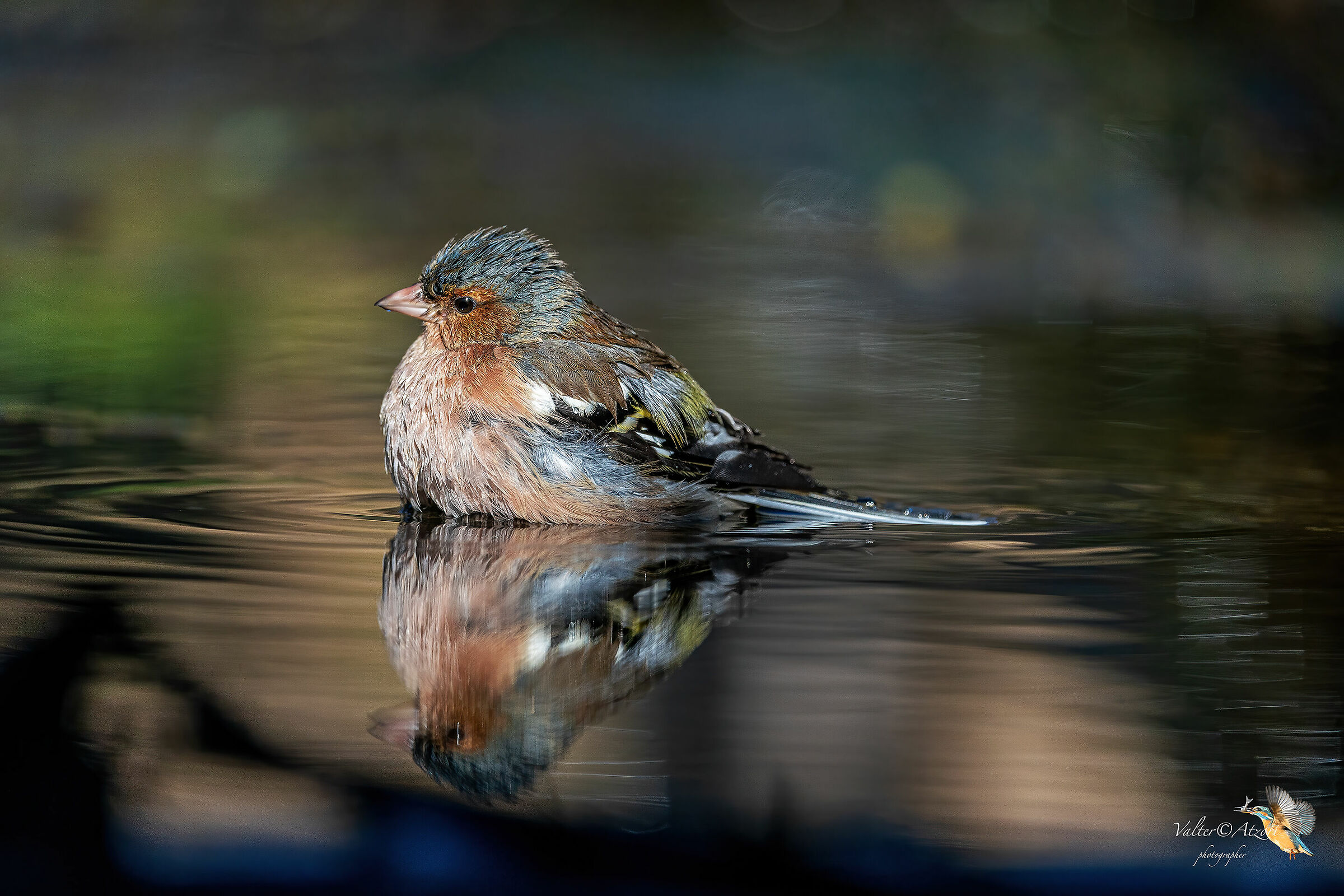 Fringuello maschio al bagno