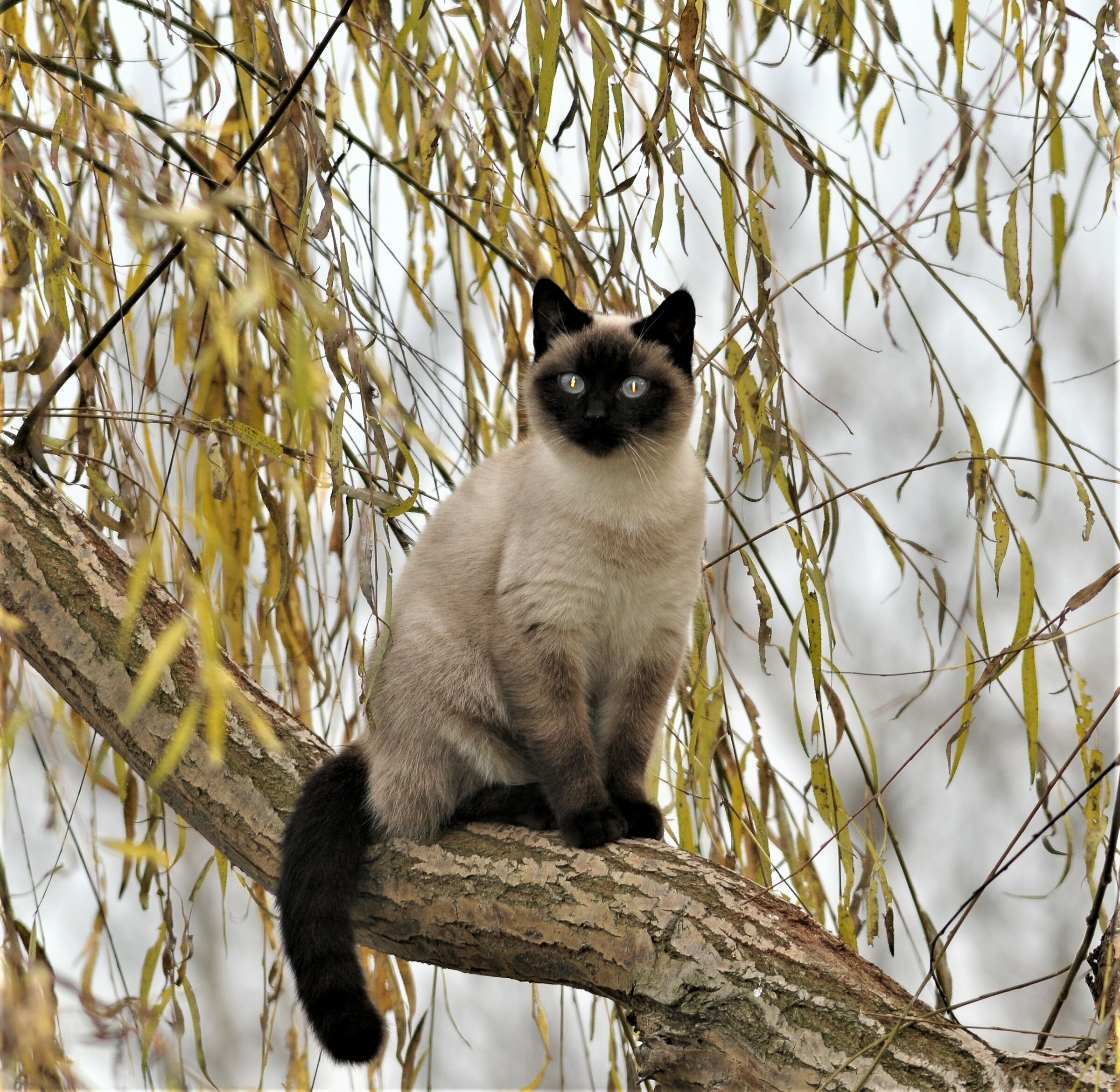 gatto del vicino