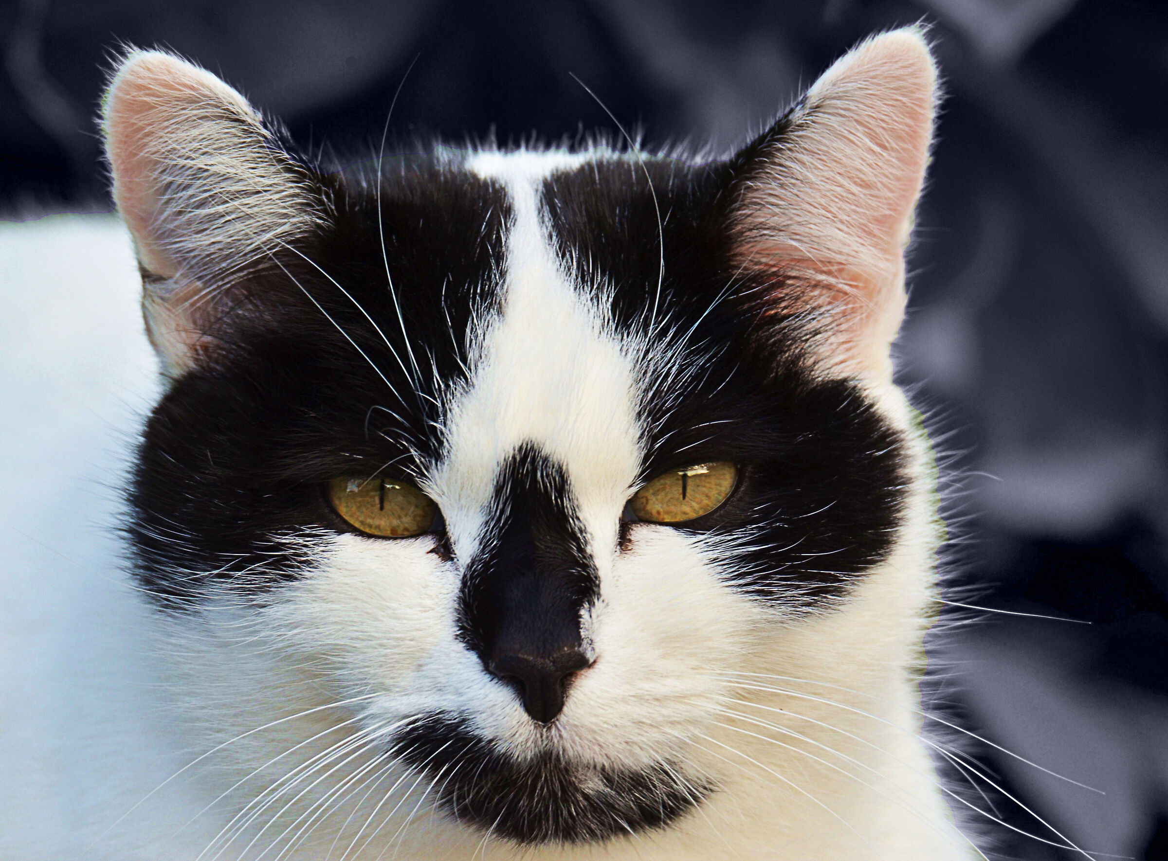 lo sguardo del felino (non è questo)