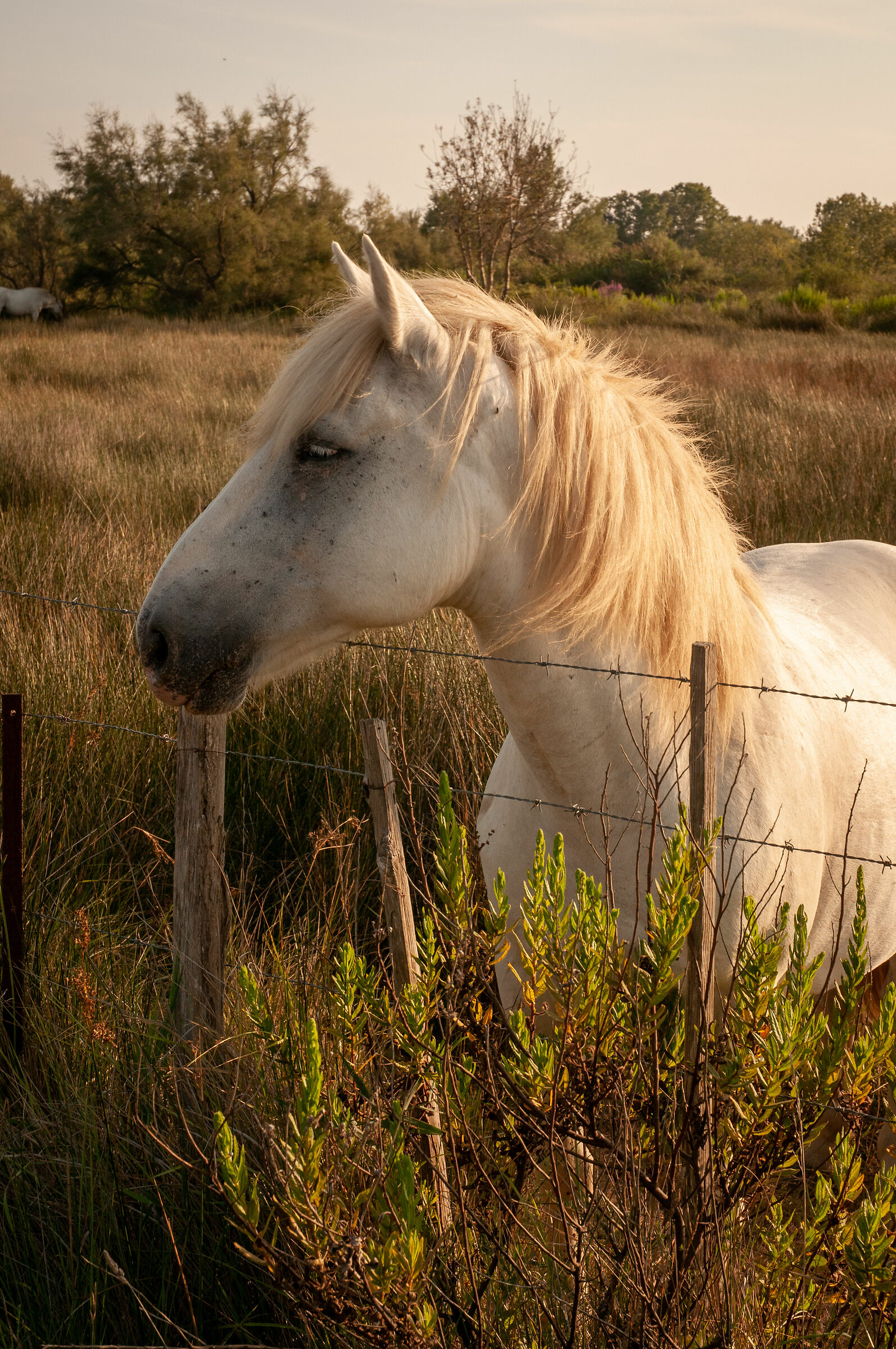 Chissa quando tornerò in Camargue?