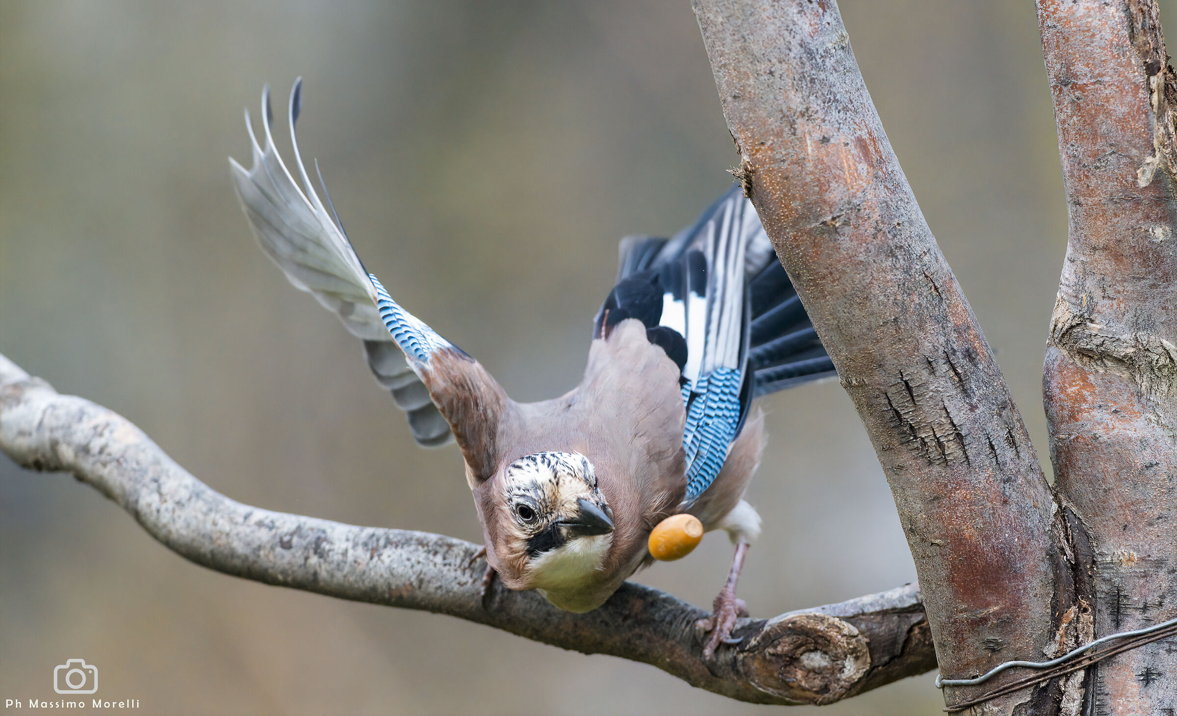 La ghiandaia e la ghianda