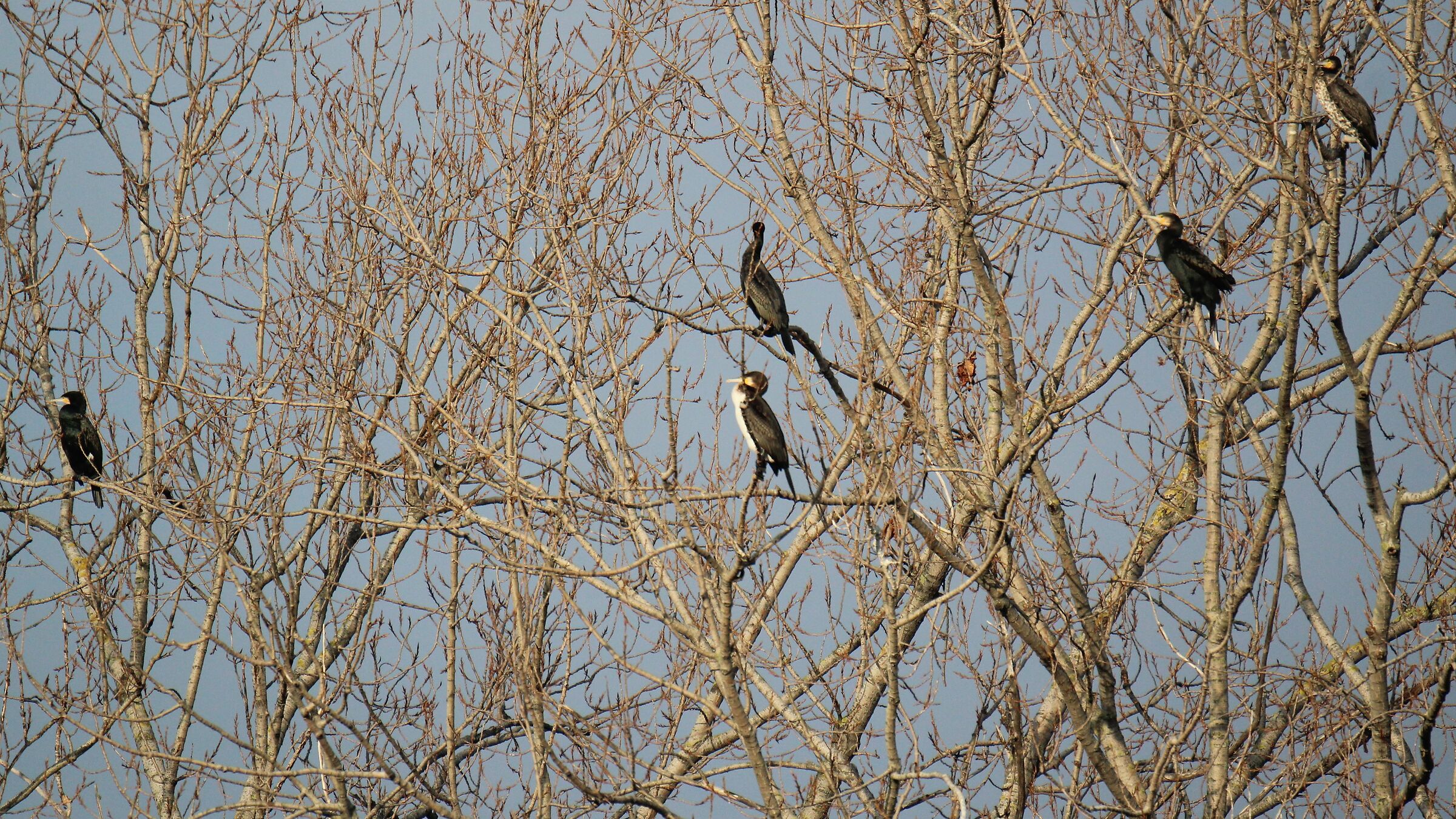 Cormorani, verso sera