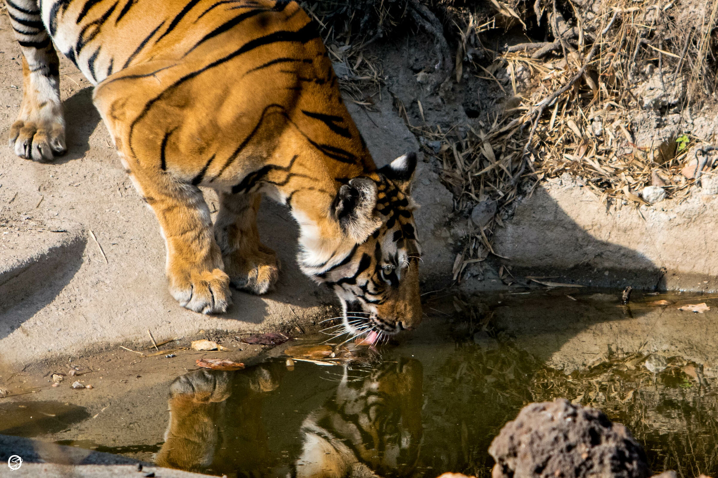 Bandhavgarh n.p.