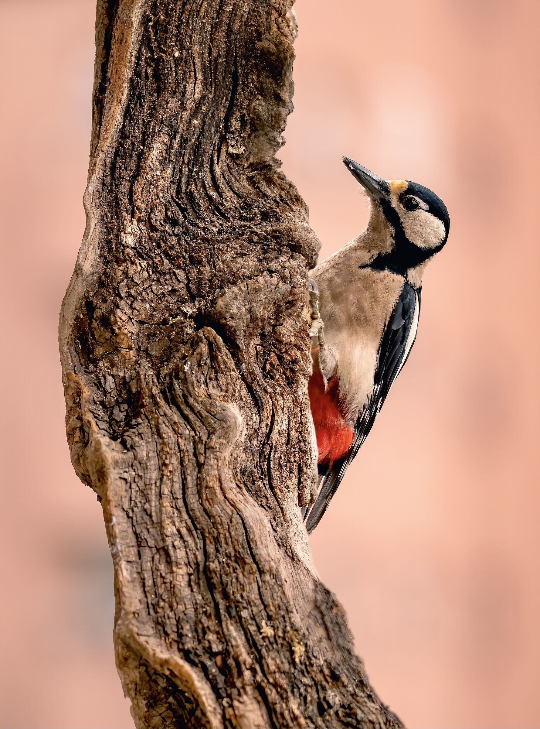 Picchio rosso maggiore