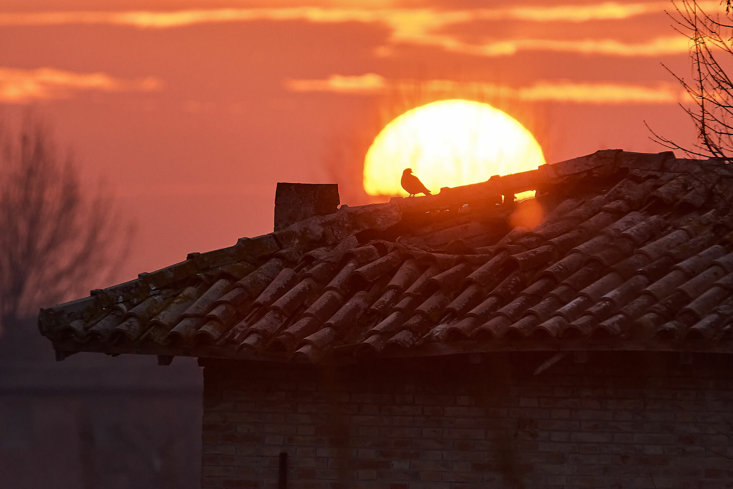 La Tortora sul tetto che si infiamma.
