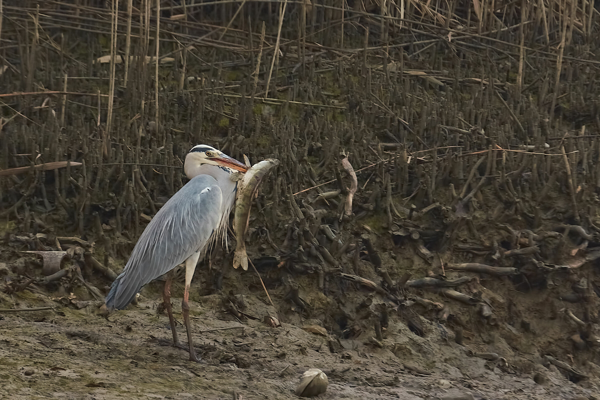 Luccioperca fiocinato