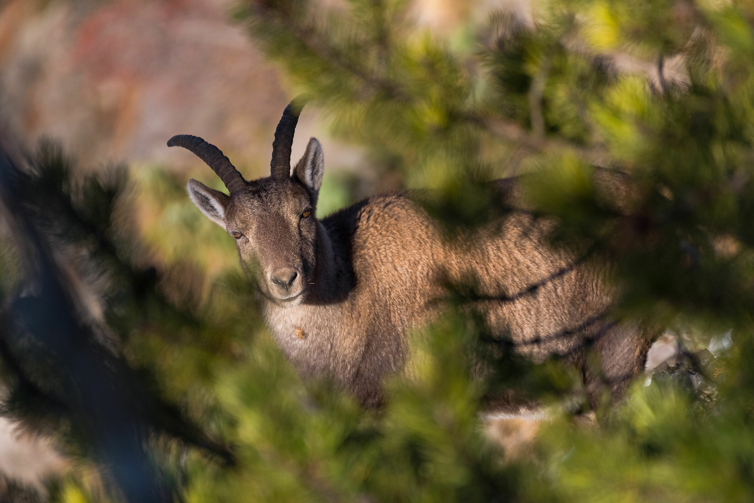 Ibex