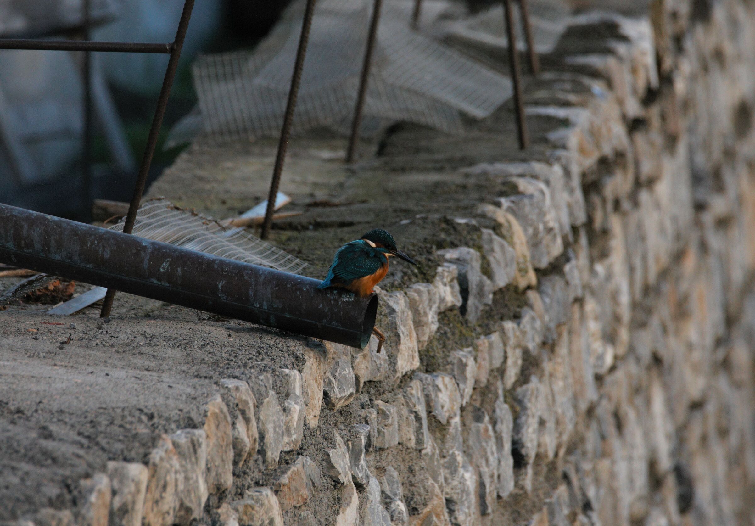 the martino on an unusual perche