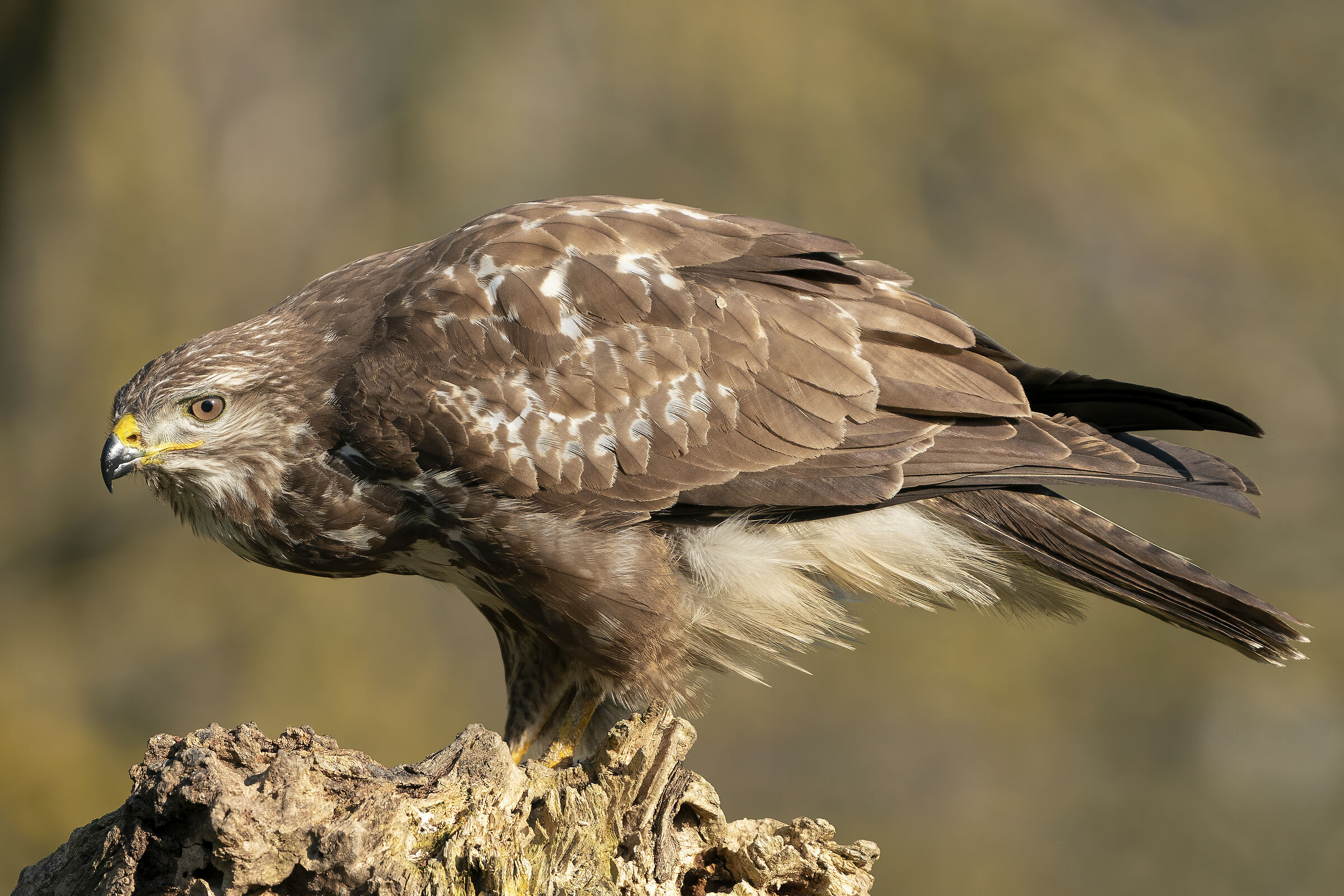 poiana in...gigapixel (2x)