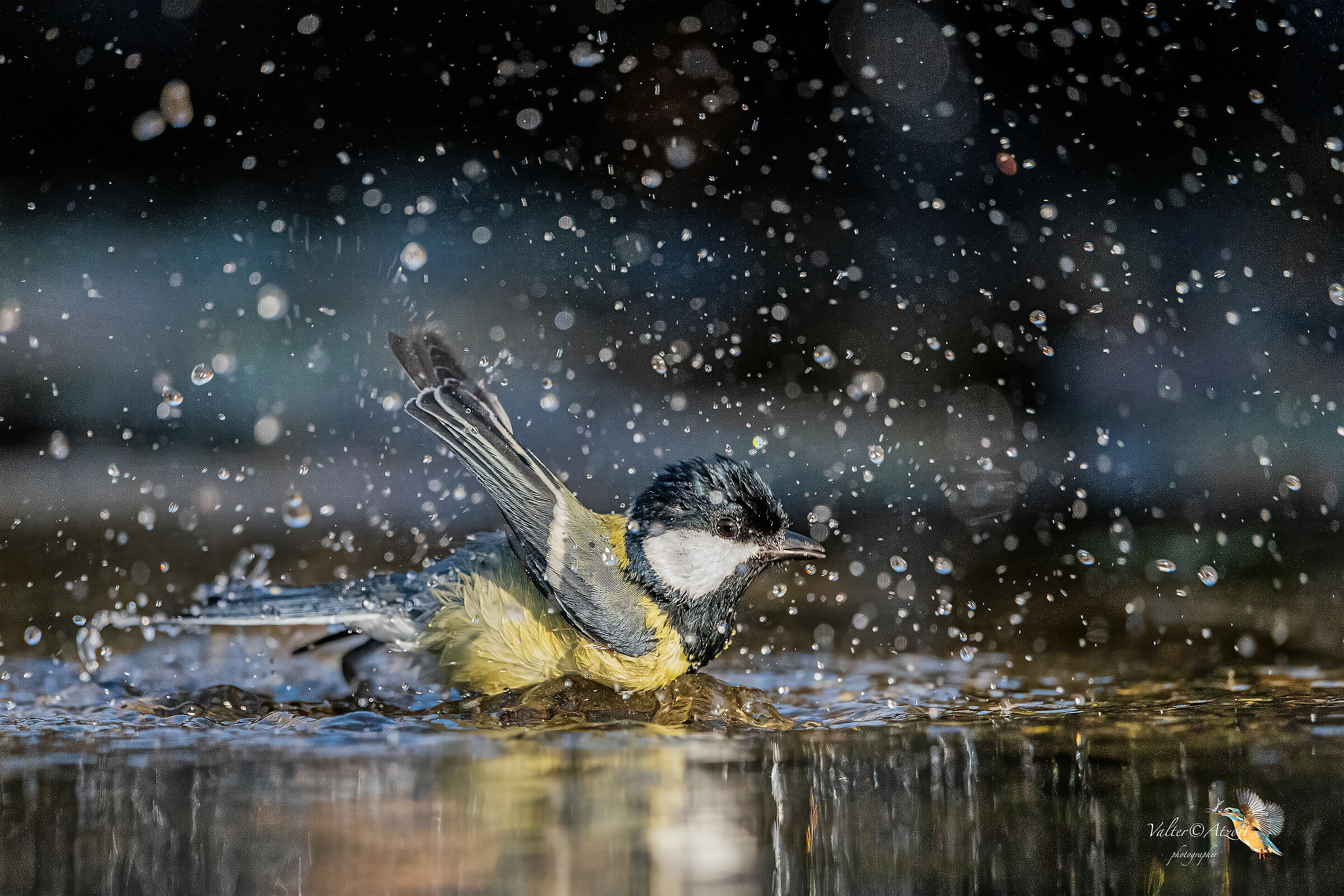 Cinciallegra al bagno