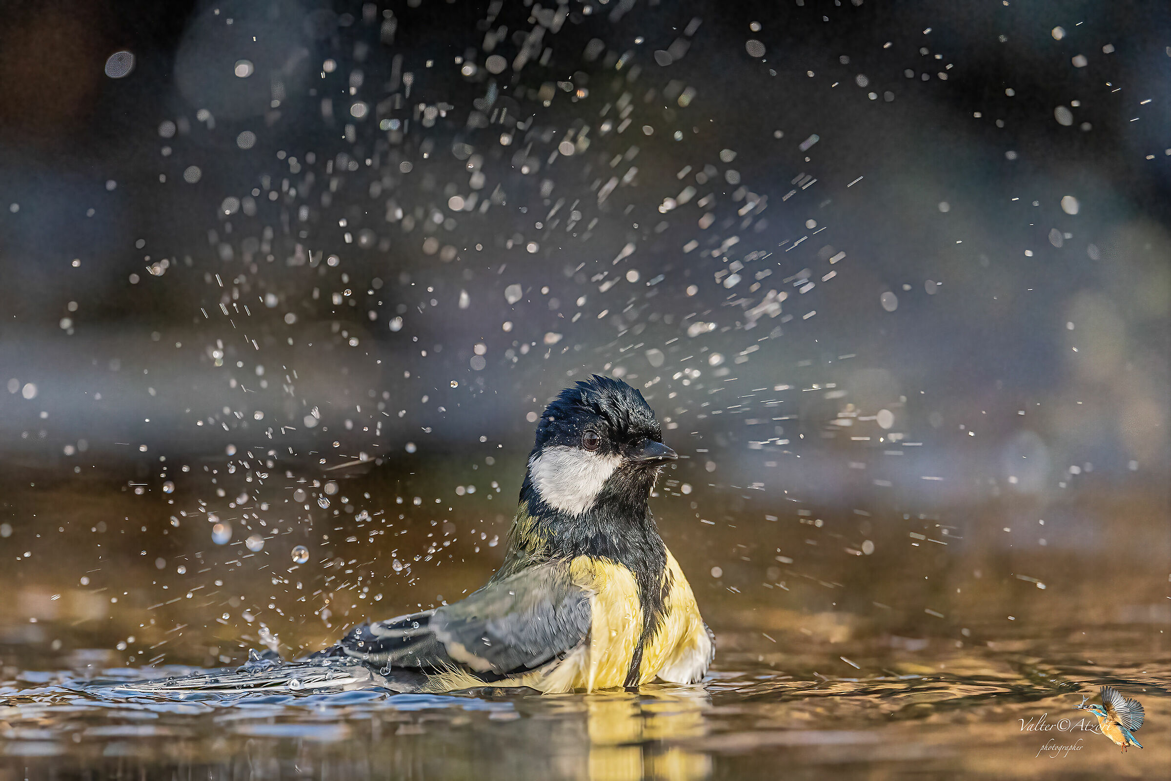 Cinciallegra al bagno