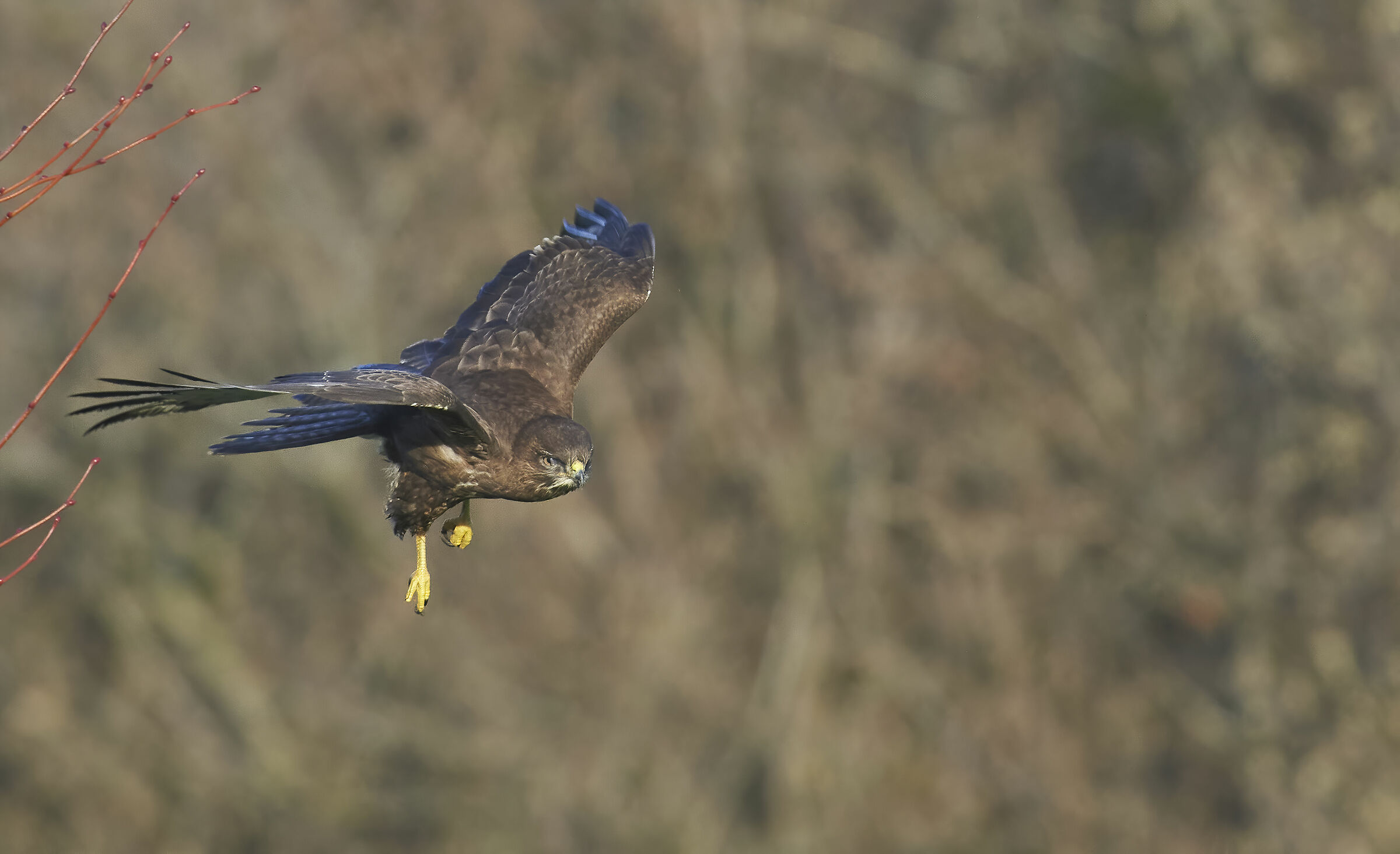 Poiana comune europea (Buteo buteo)