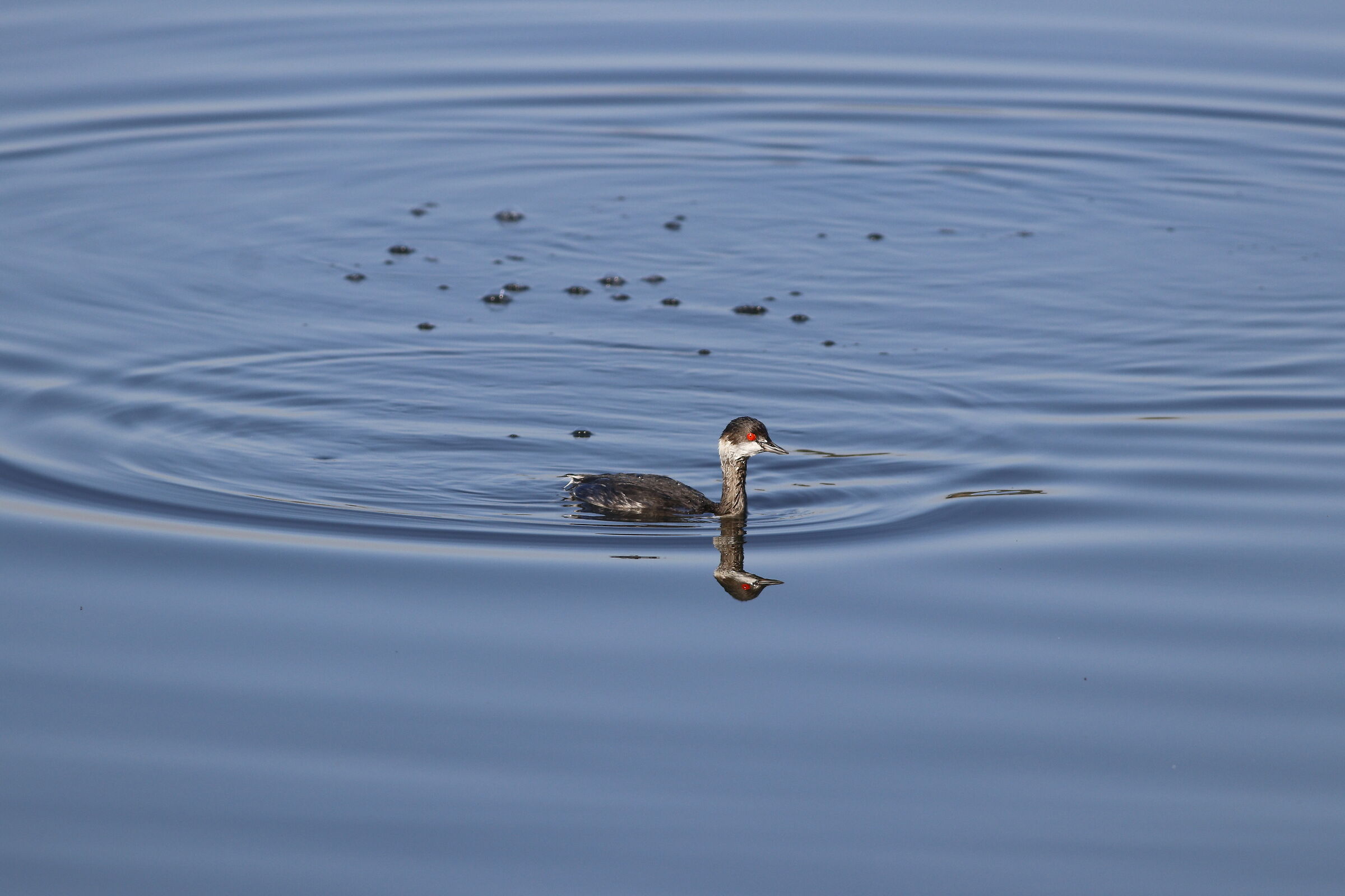 svasso piccolo, lago di Fogliano
