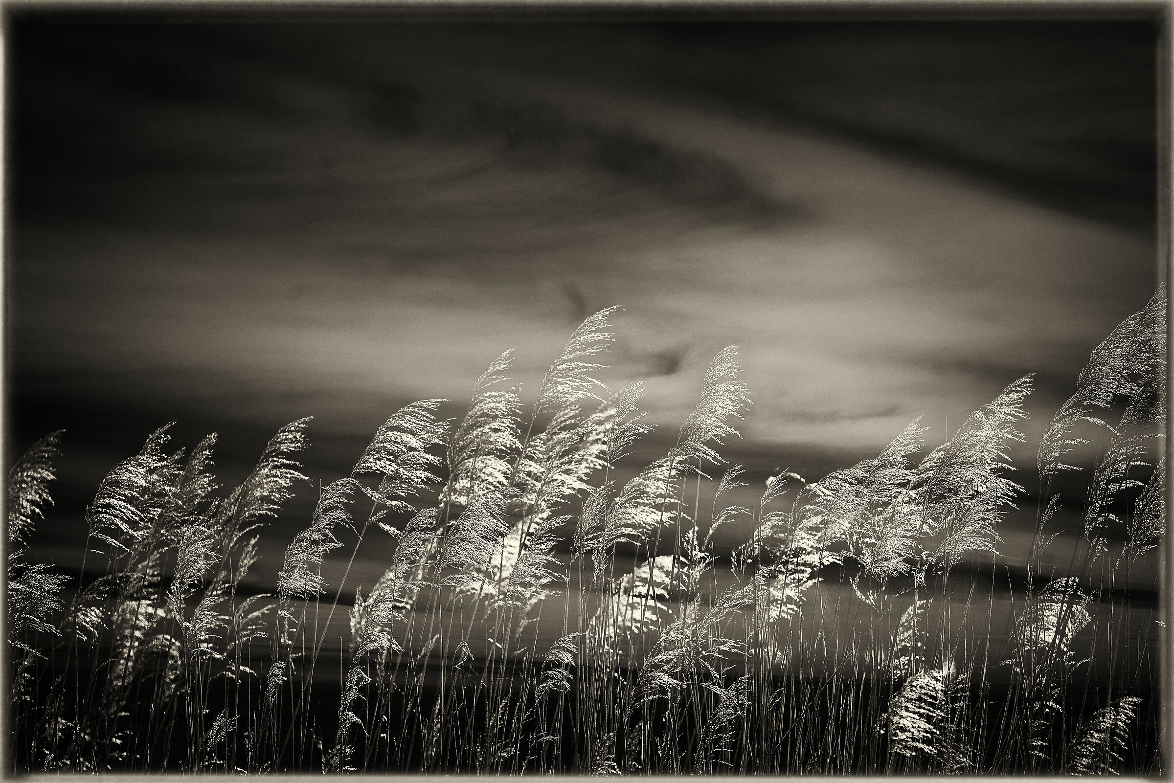 Pannocchie palustri, alba.