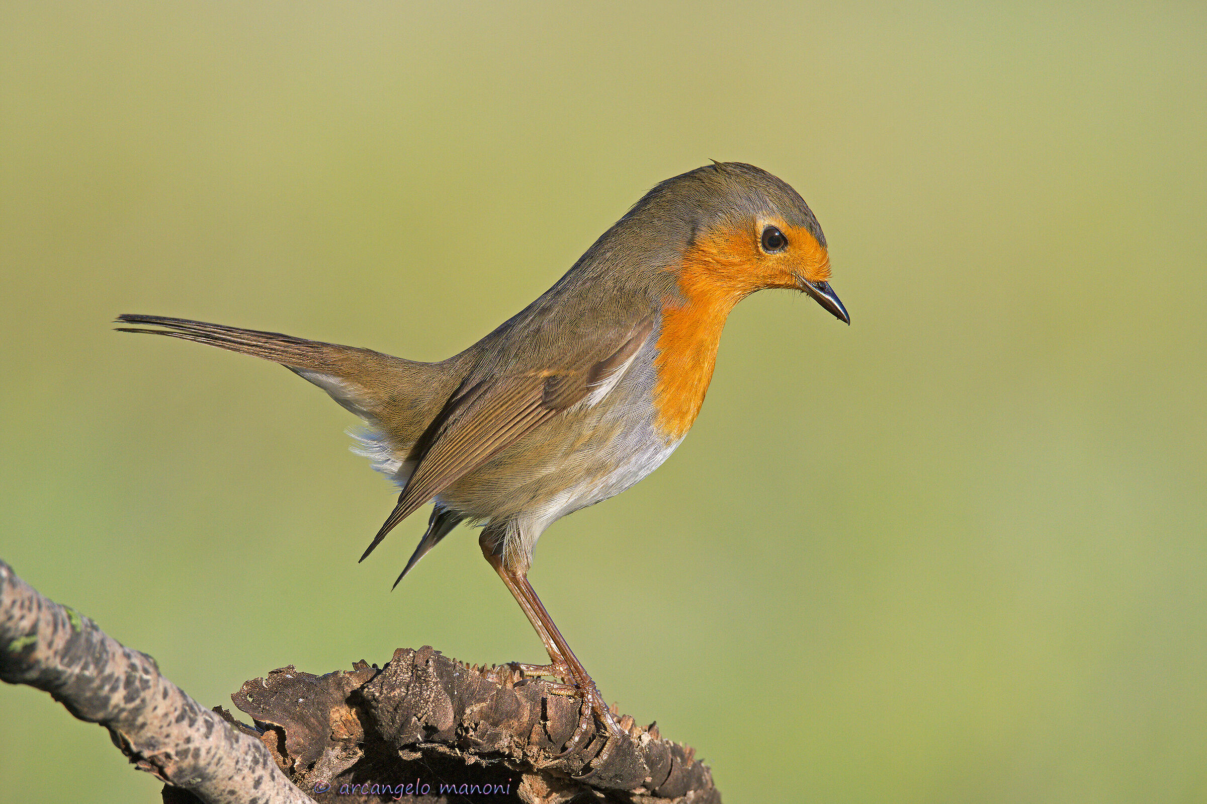 A robin on the attentive