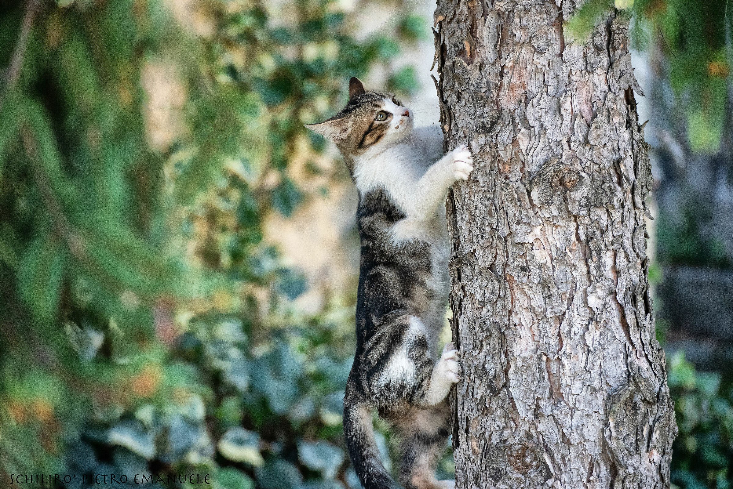 Diamantino e le sue salite