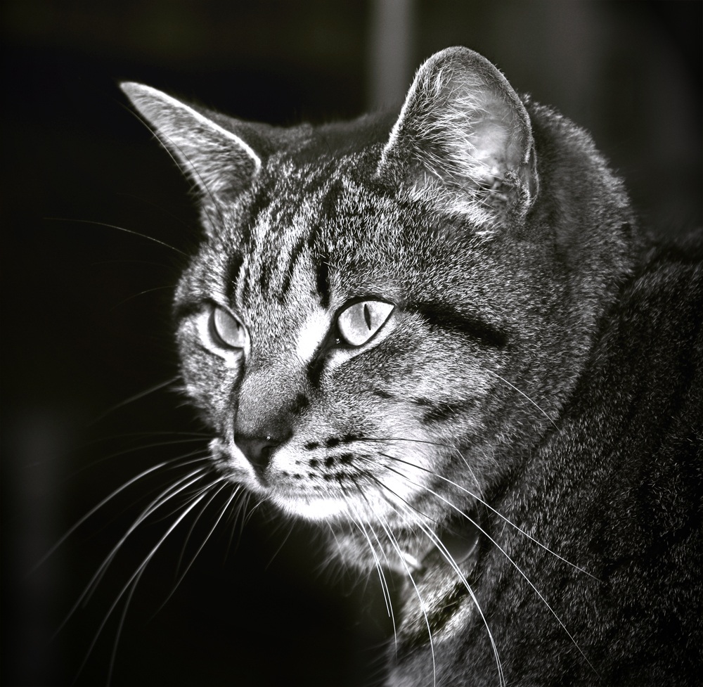 se te lo permetto, lo fai