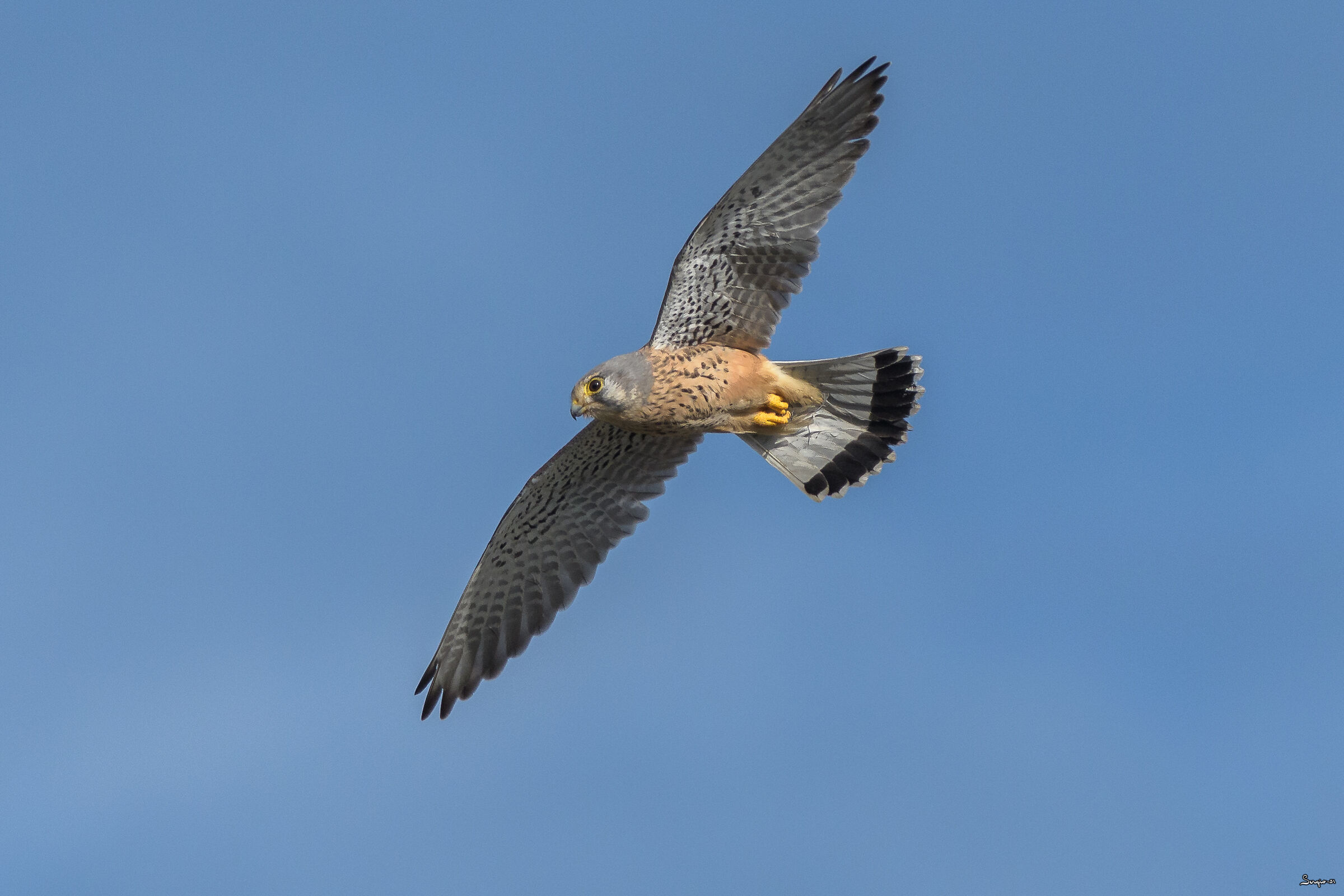 Kestrel