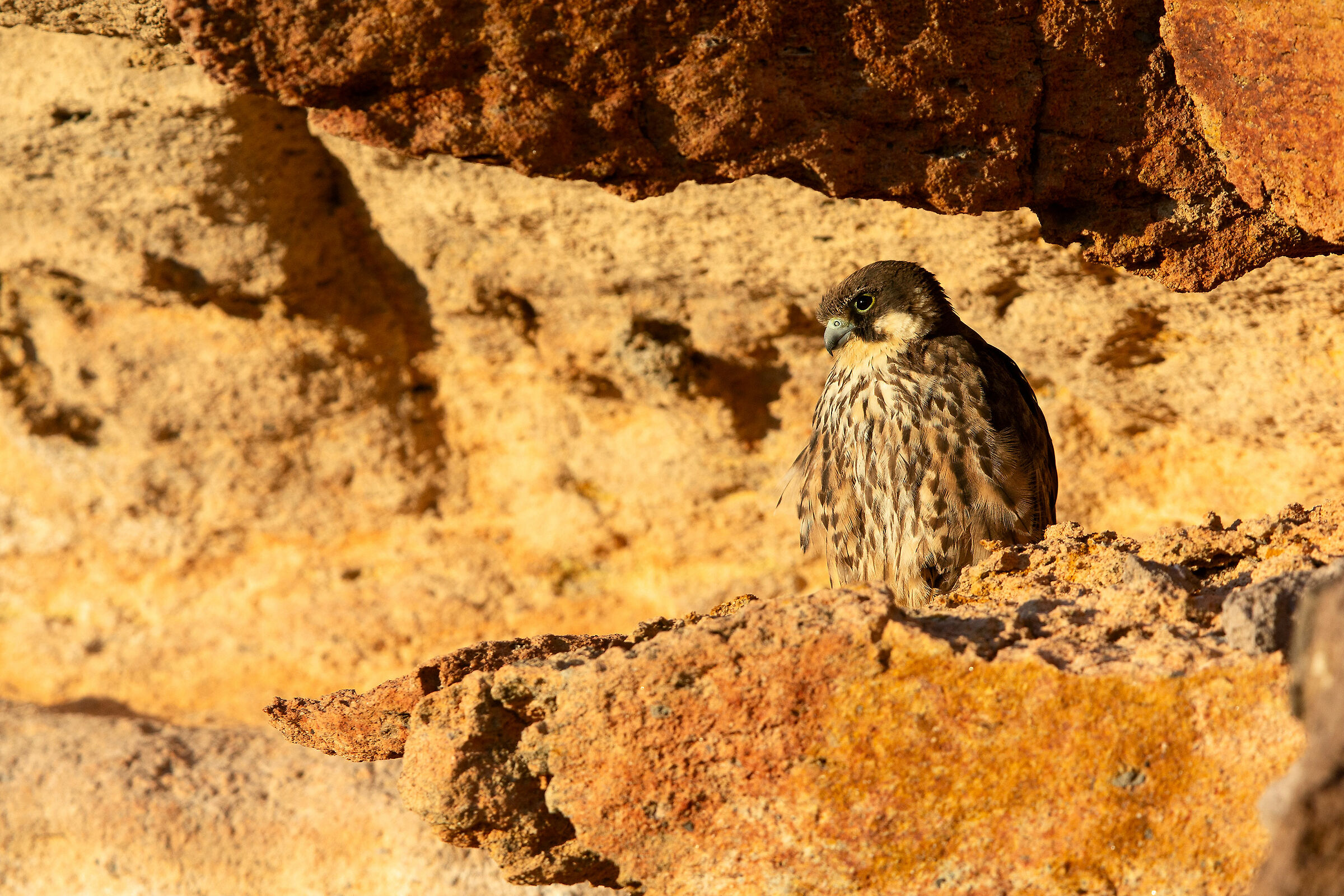 Falco Regina and last rays of sunshine