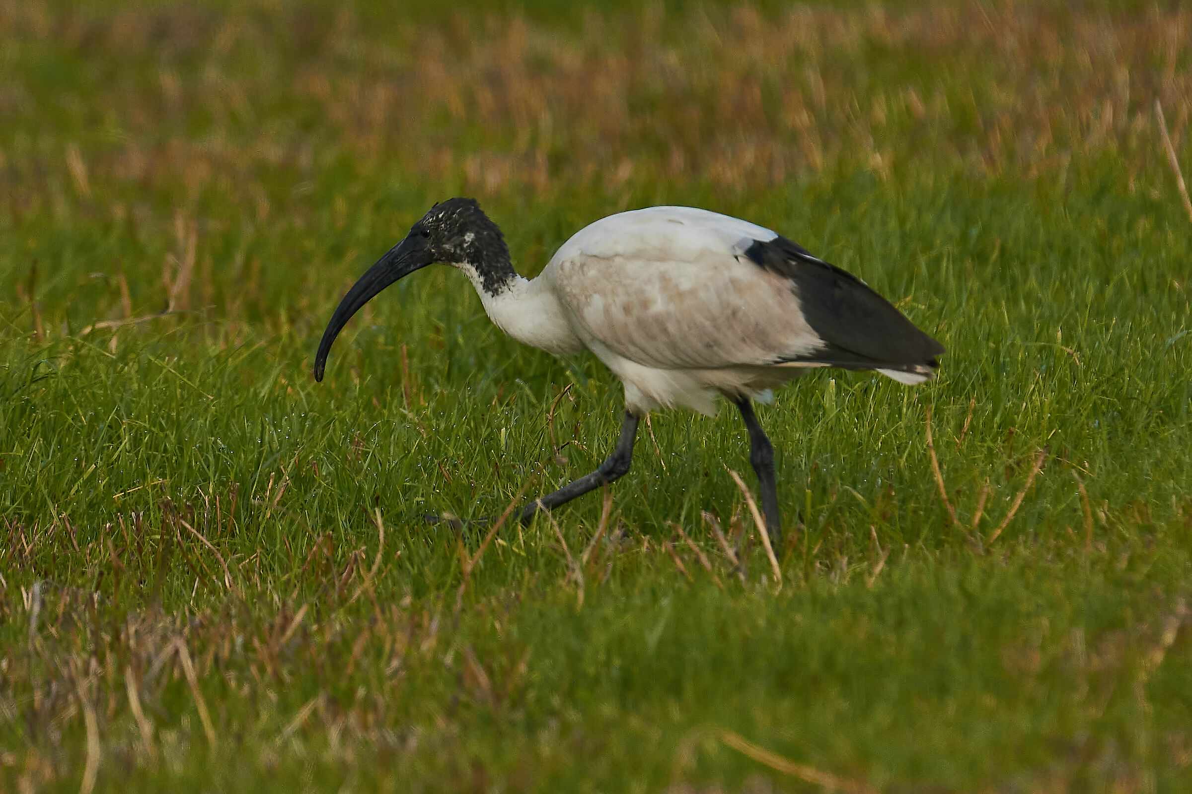 Ibis al pascolo