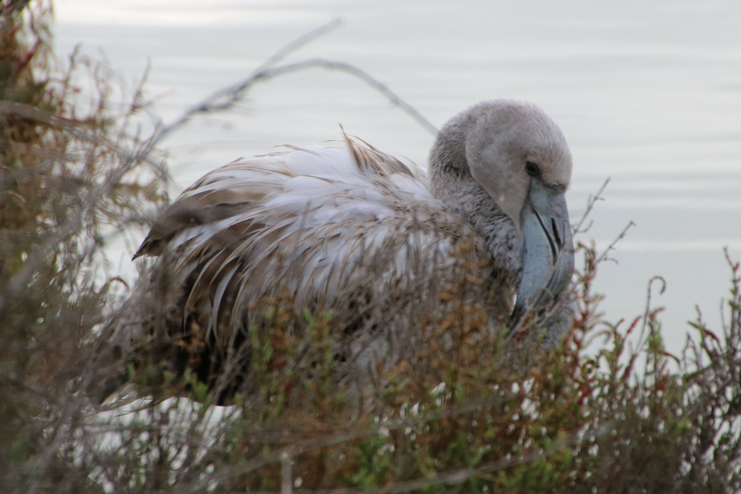 La fauna delle saline di Molentargius CA