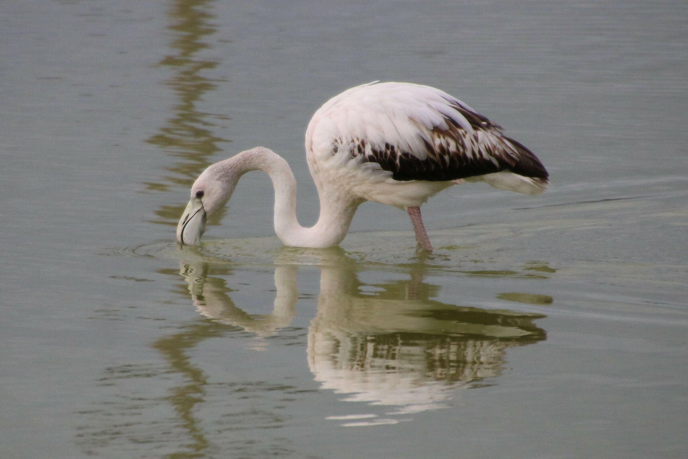 La fauna delle saline di Molentargius CA