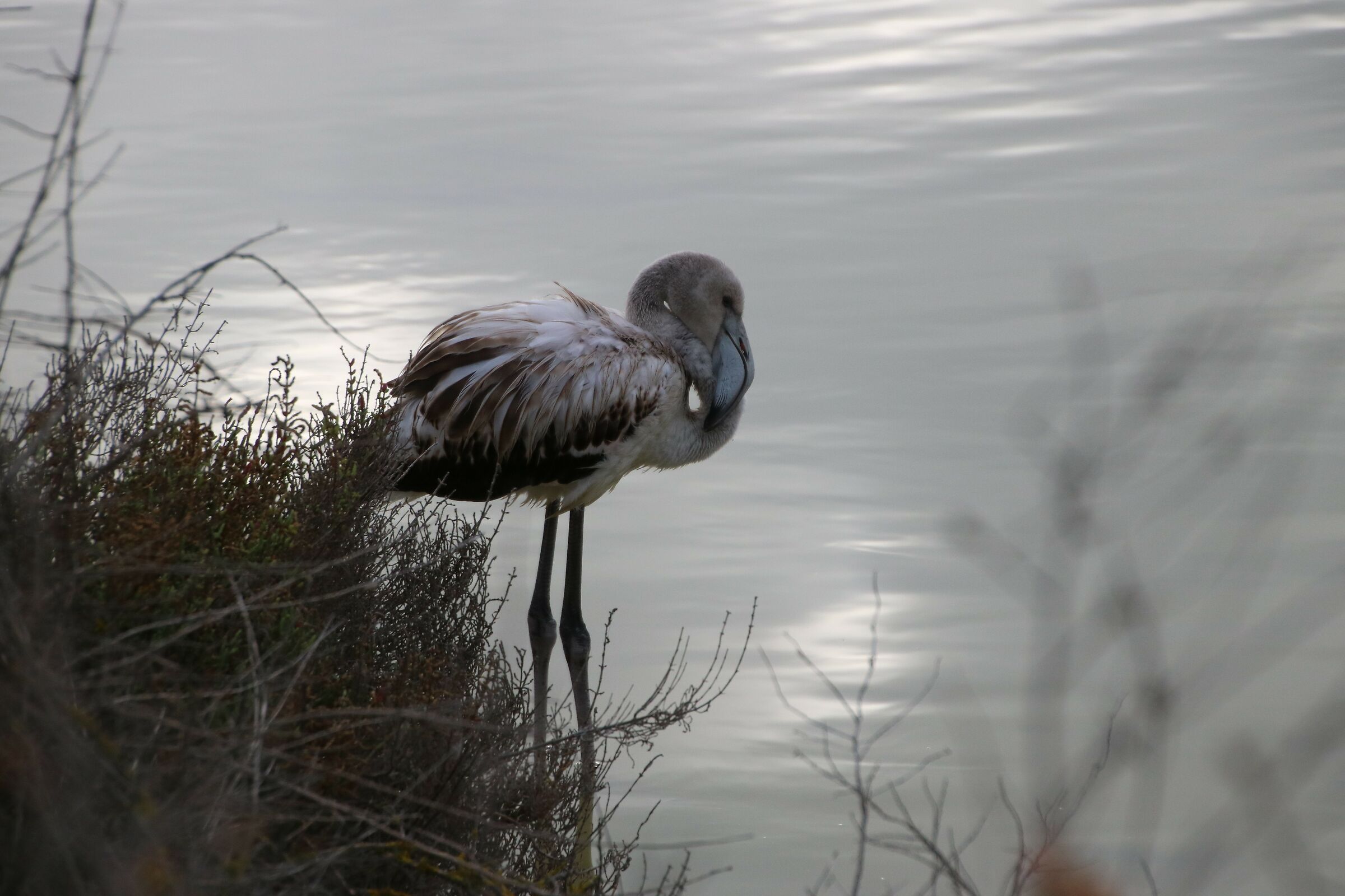 La fauna delle saline di Molentargius CA