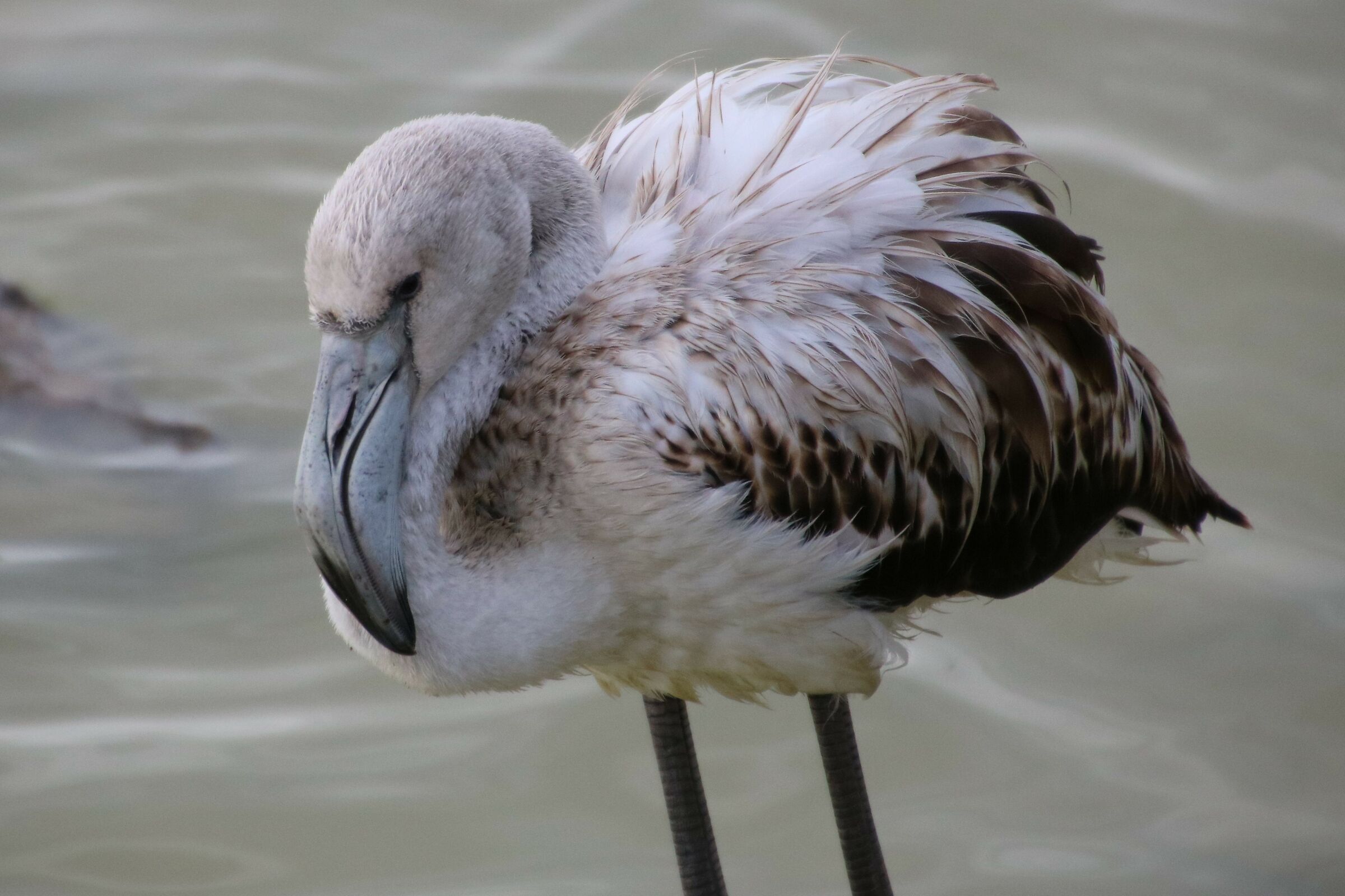 La fauna delle saline di Molentargius CA