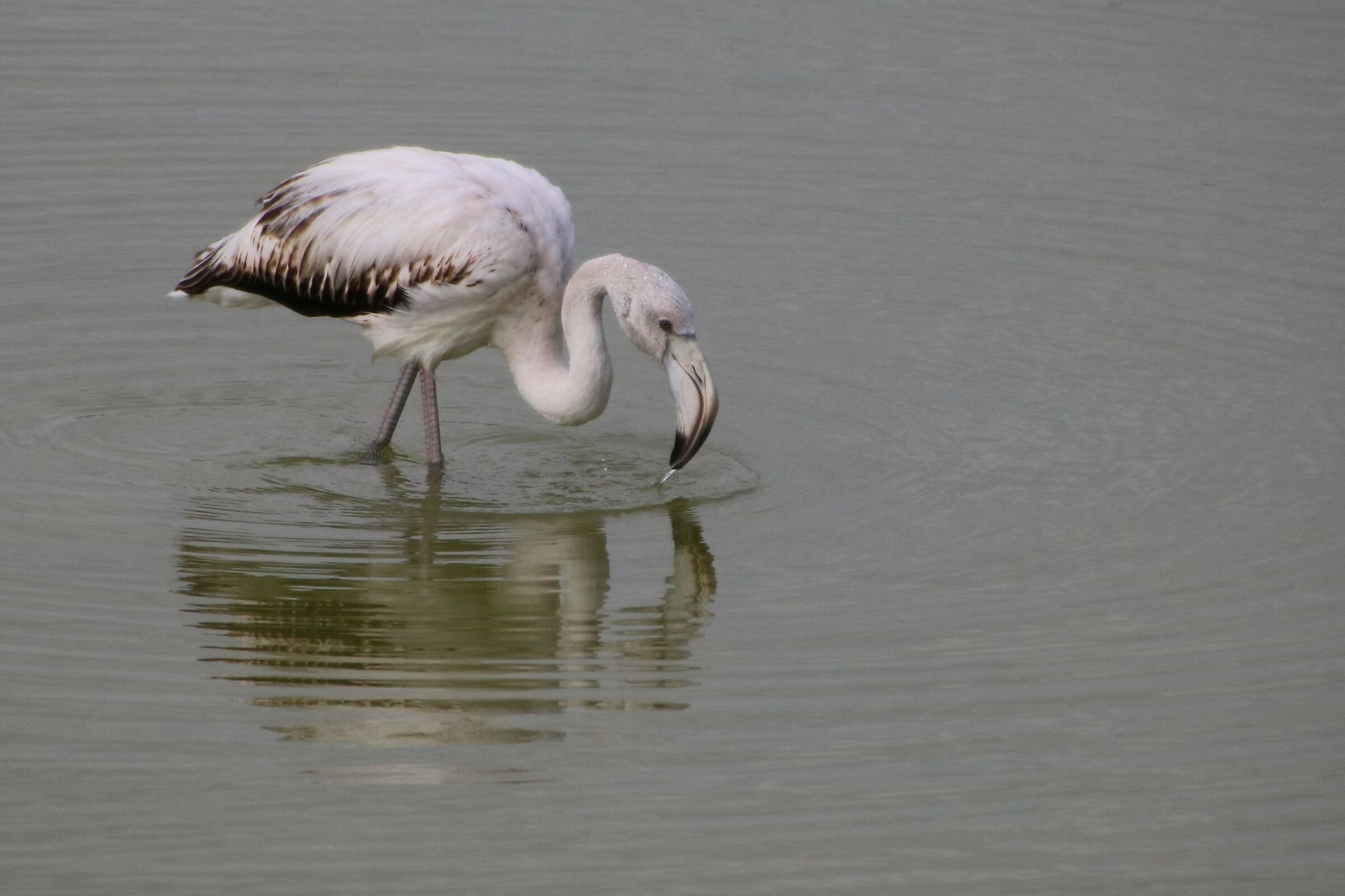 La fauna delle saline di Molentargius CA