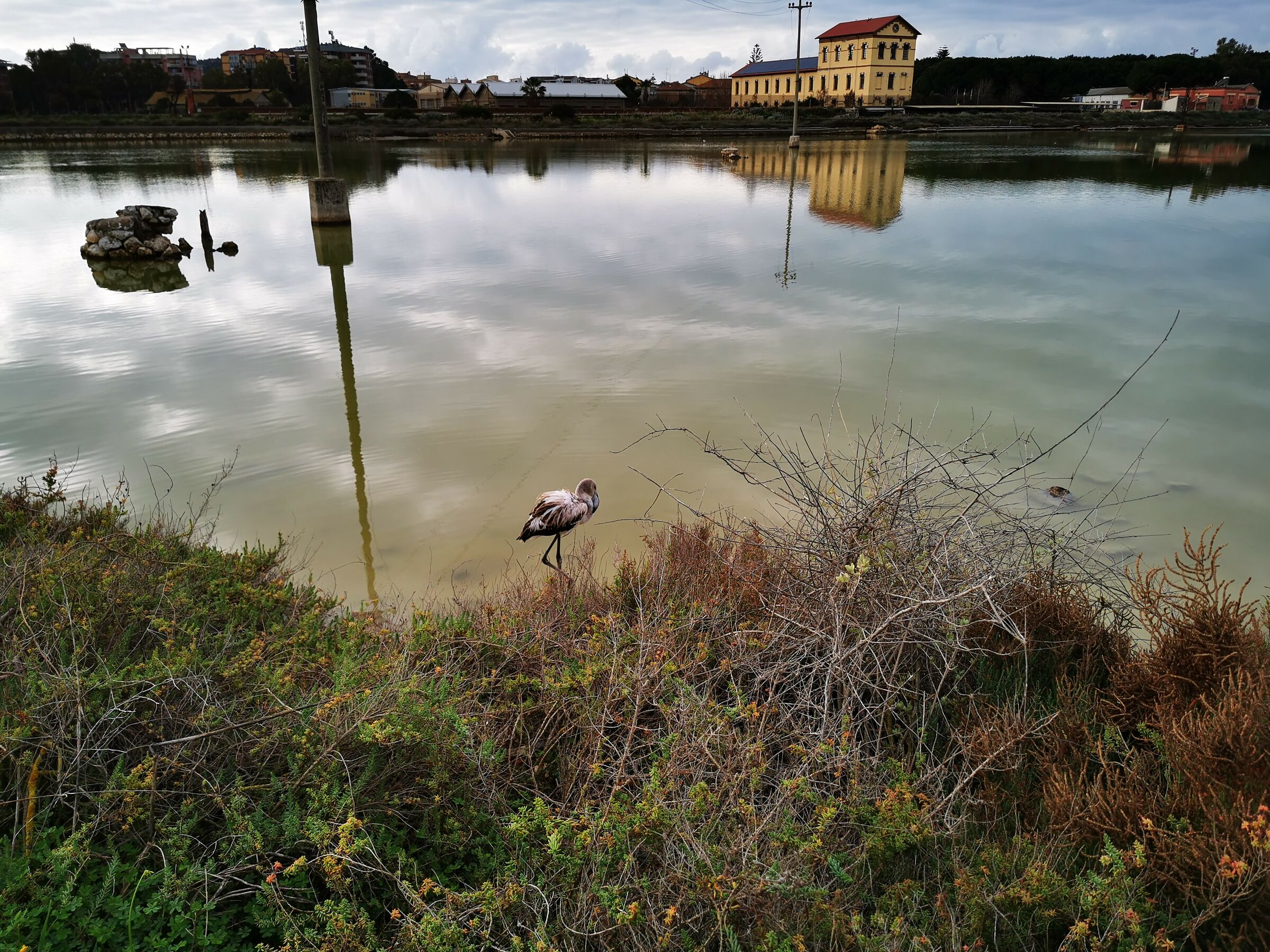 La fauna delle saline di Molentargius CA