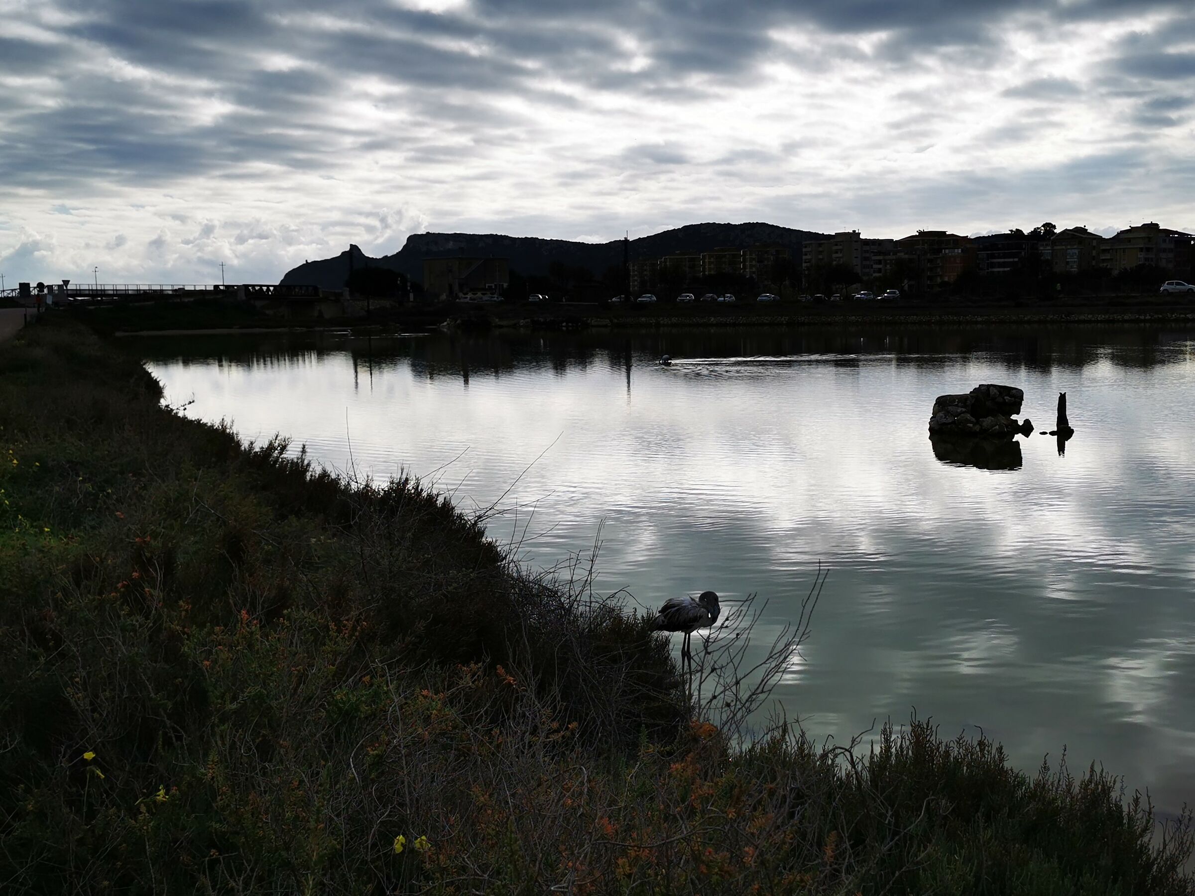 La fauna delle saline di Molentargius CA