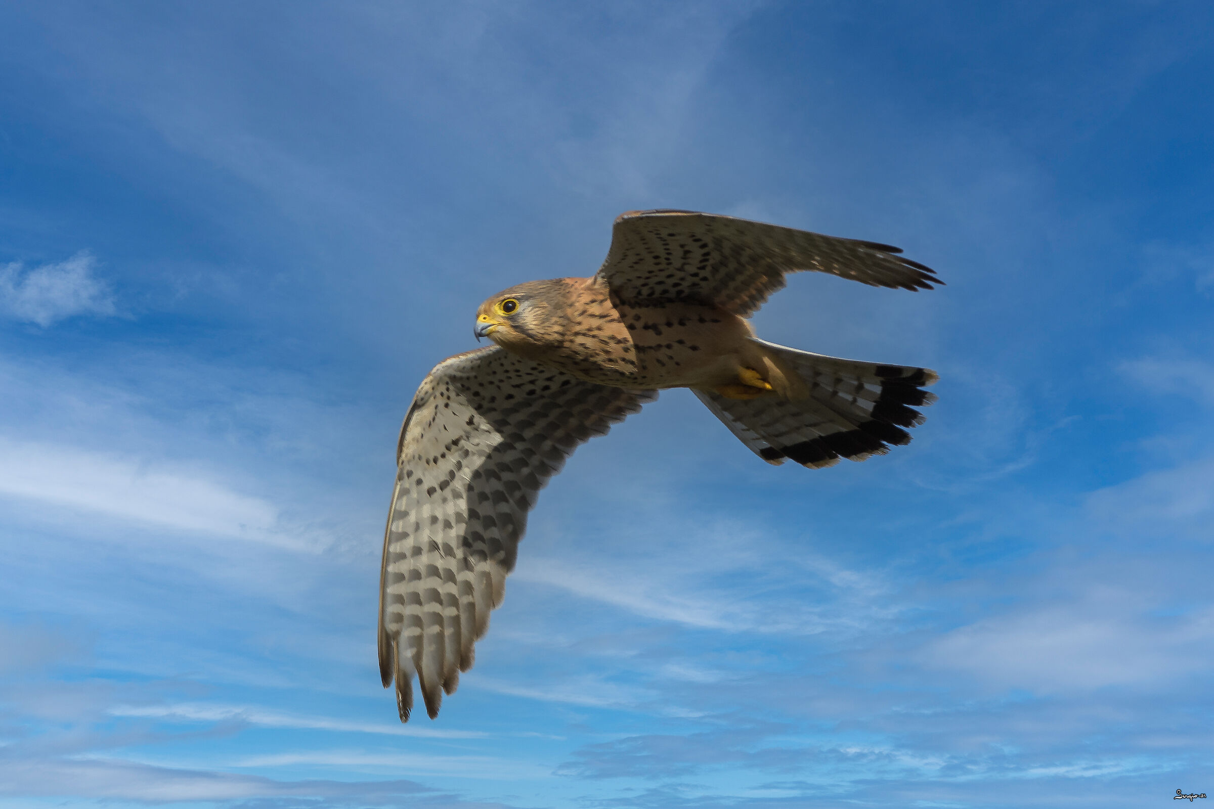 Kestrel