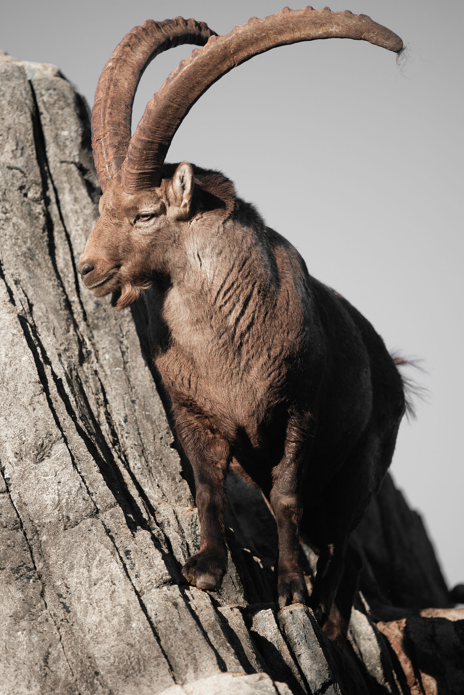 Rupicapra ibex