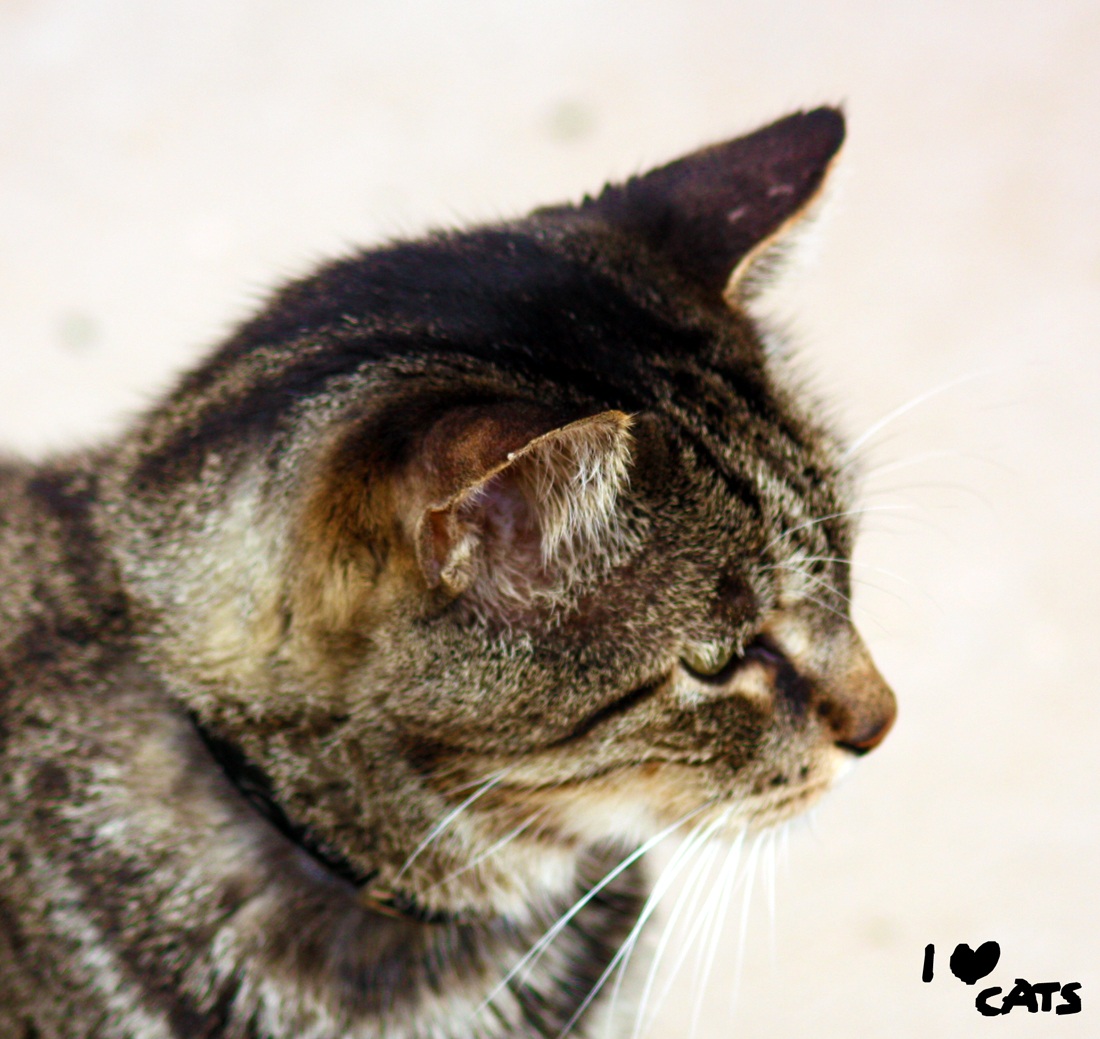 la calda linea del sole