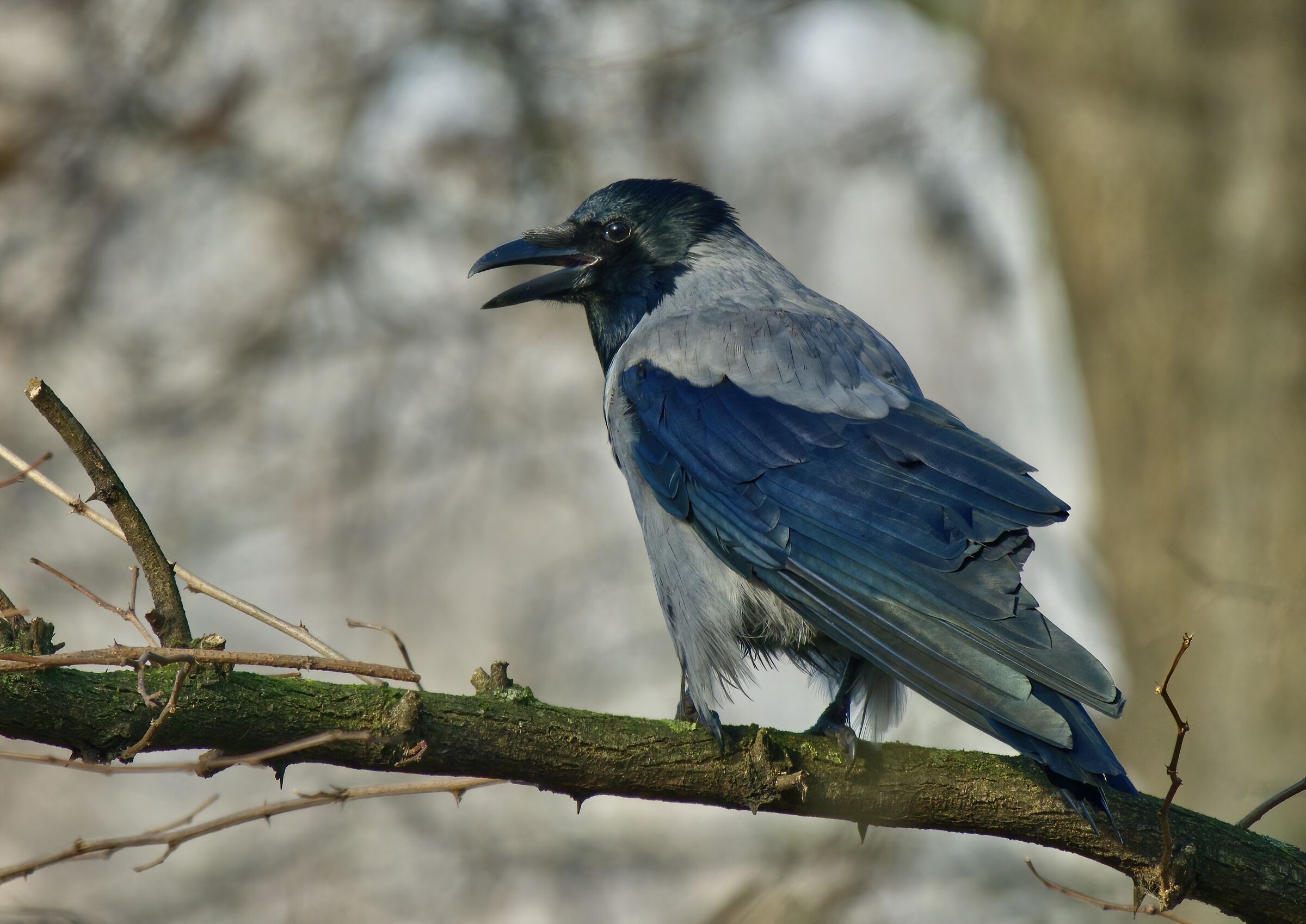 Anche io ho il mio fascino