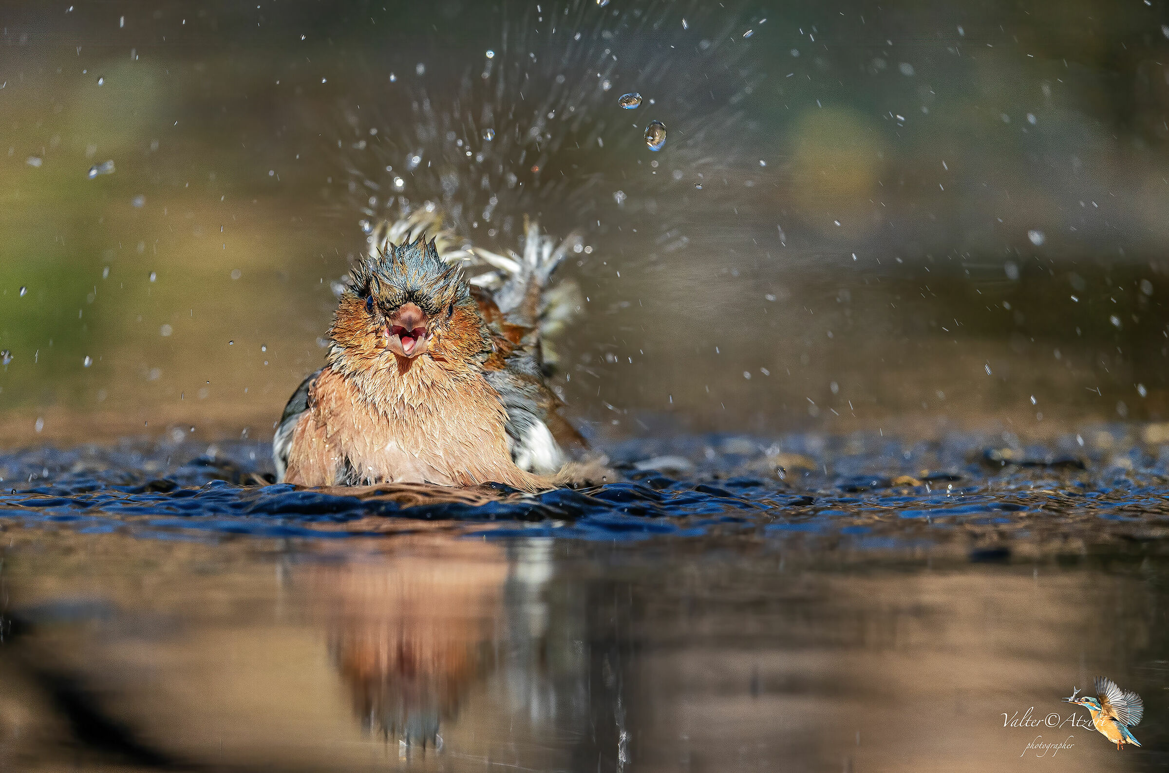 Fringuello maschio durante il bagnetto